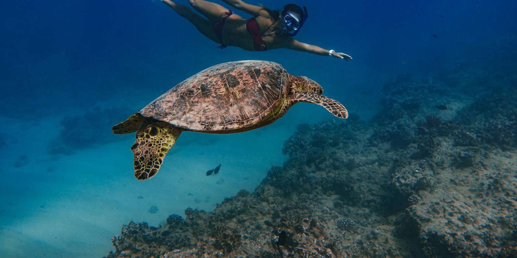 Kona Dolphin Watch and Snorkel Tour - Image 5