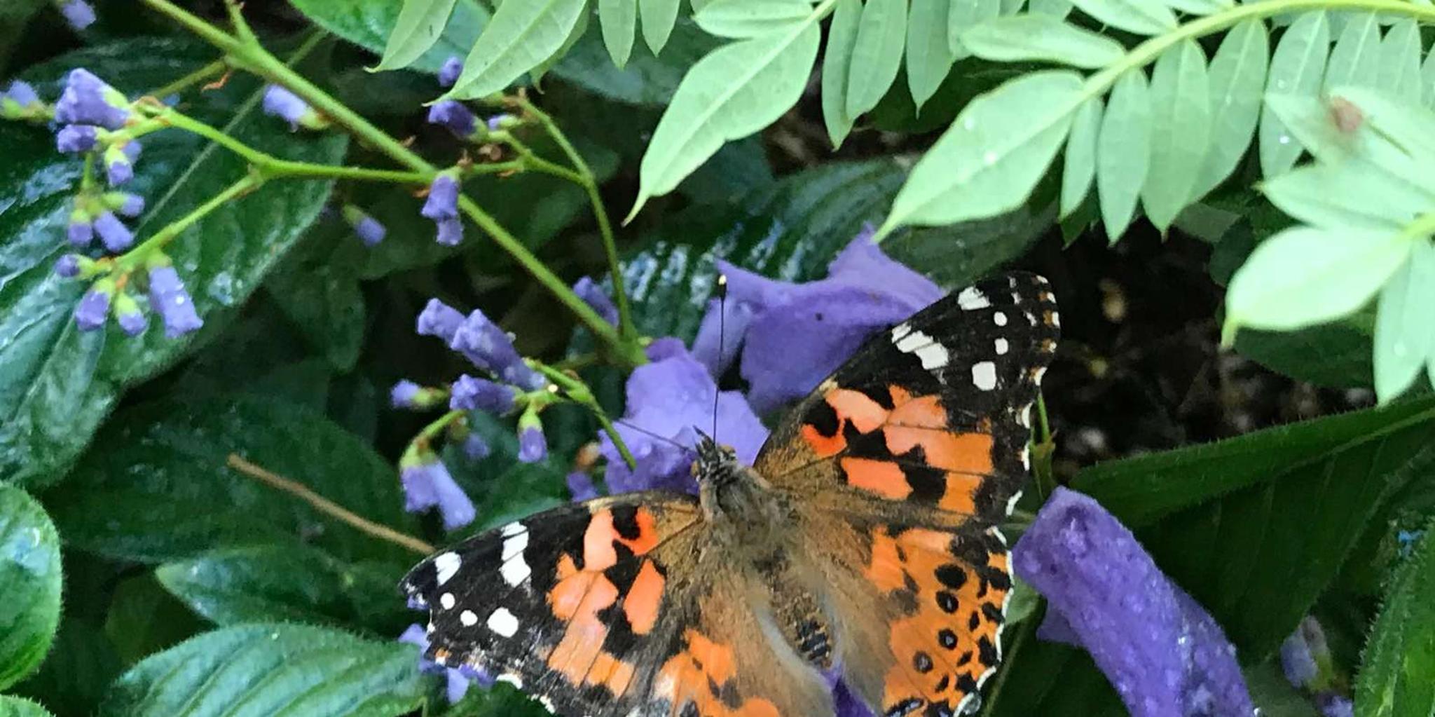 Maui Butterfly Farm Tour - Image 3