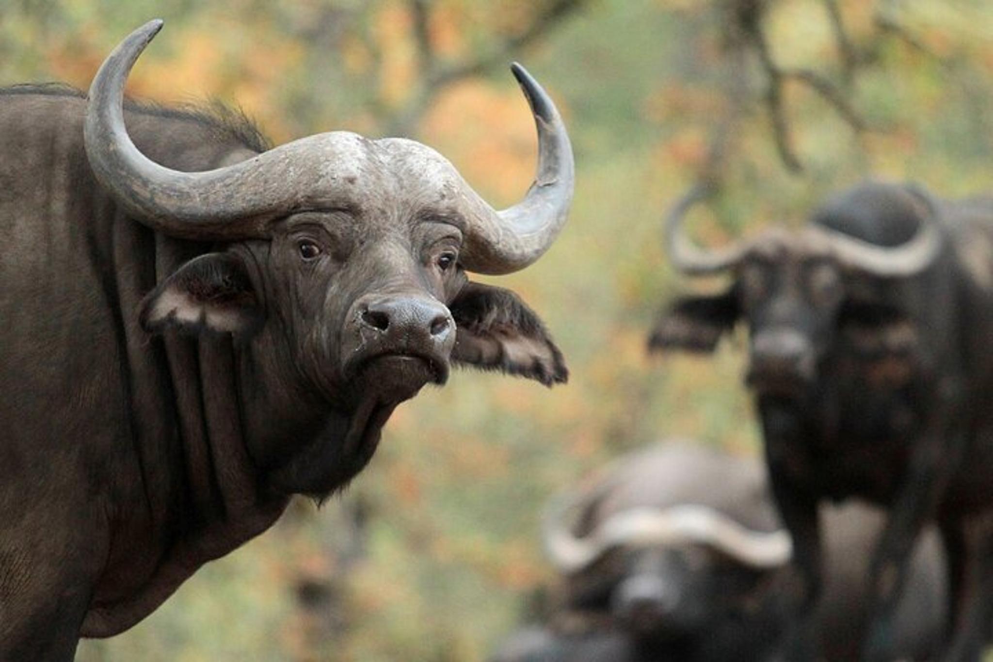 Sonoma Safari Adventure at Safari West 3 hr - Image 3