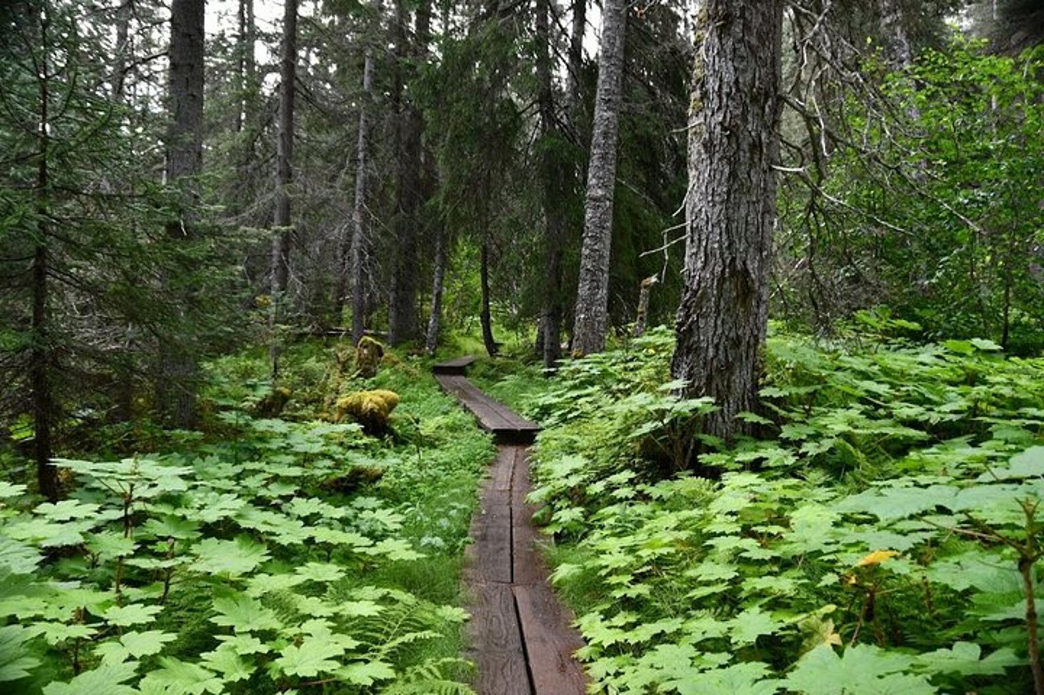 Skagway Glacier Hike and Rail Adventure - Image 5