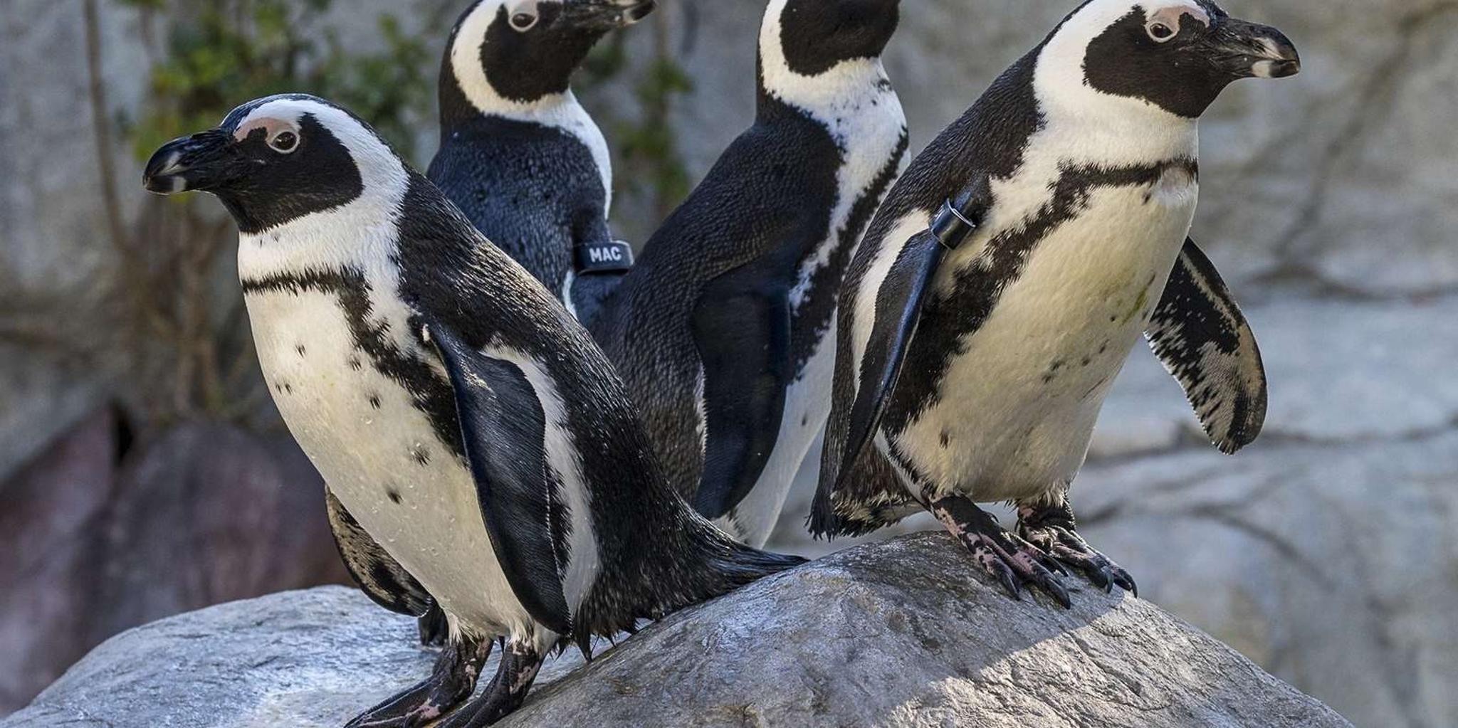 San Diego Zoo and Safari Park 2-Day Ticket - Image 2