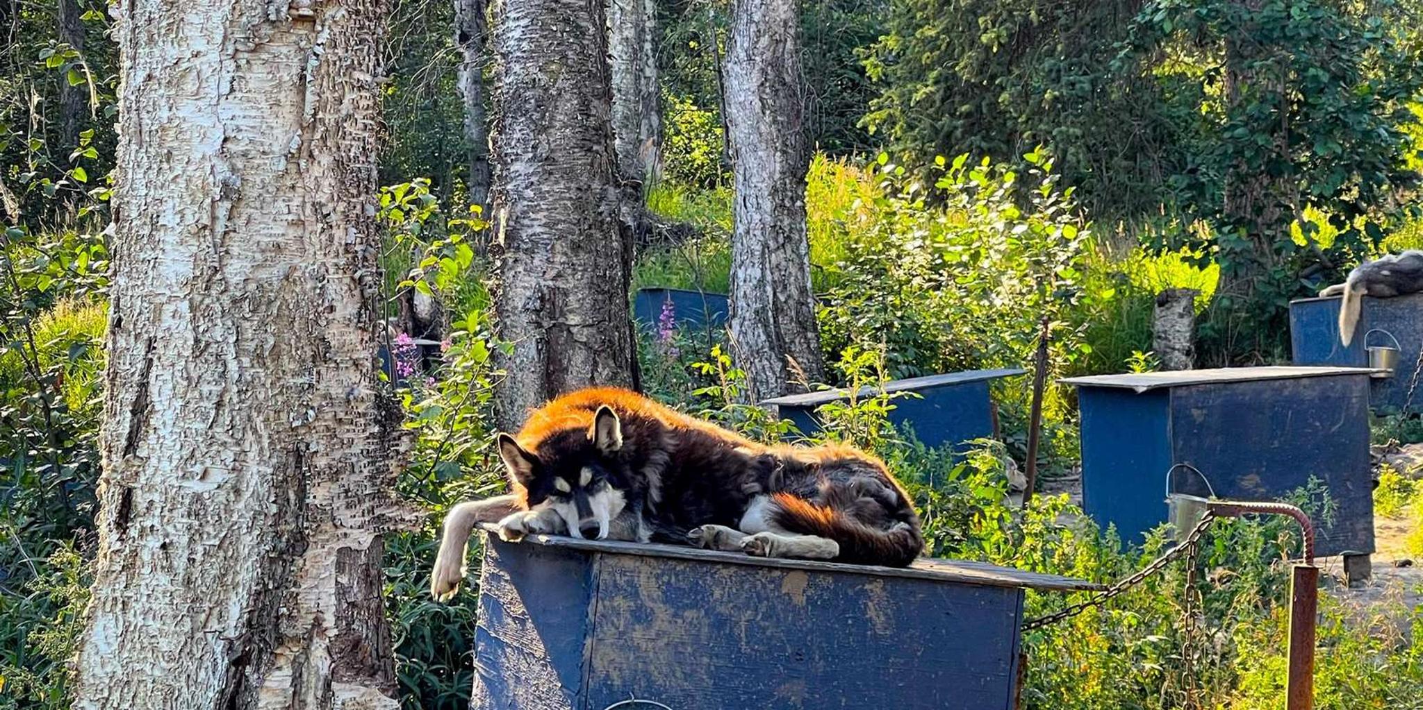 Fairbanks Siberian Husky Kennel Tour - Image 2