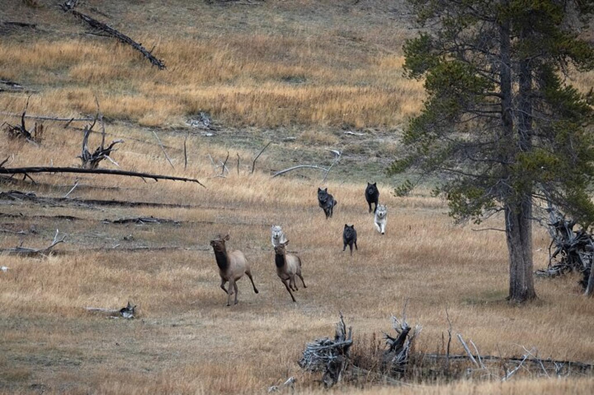 Yellowstone National Park Wildlife Tour - Image 3