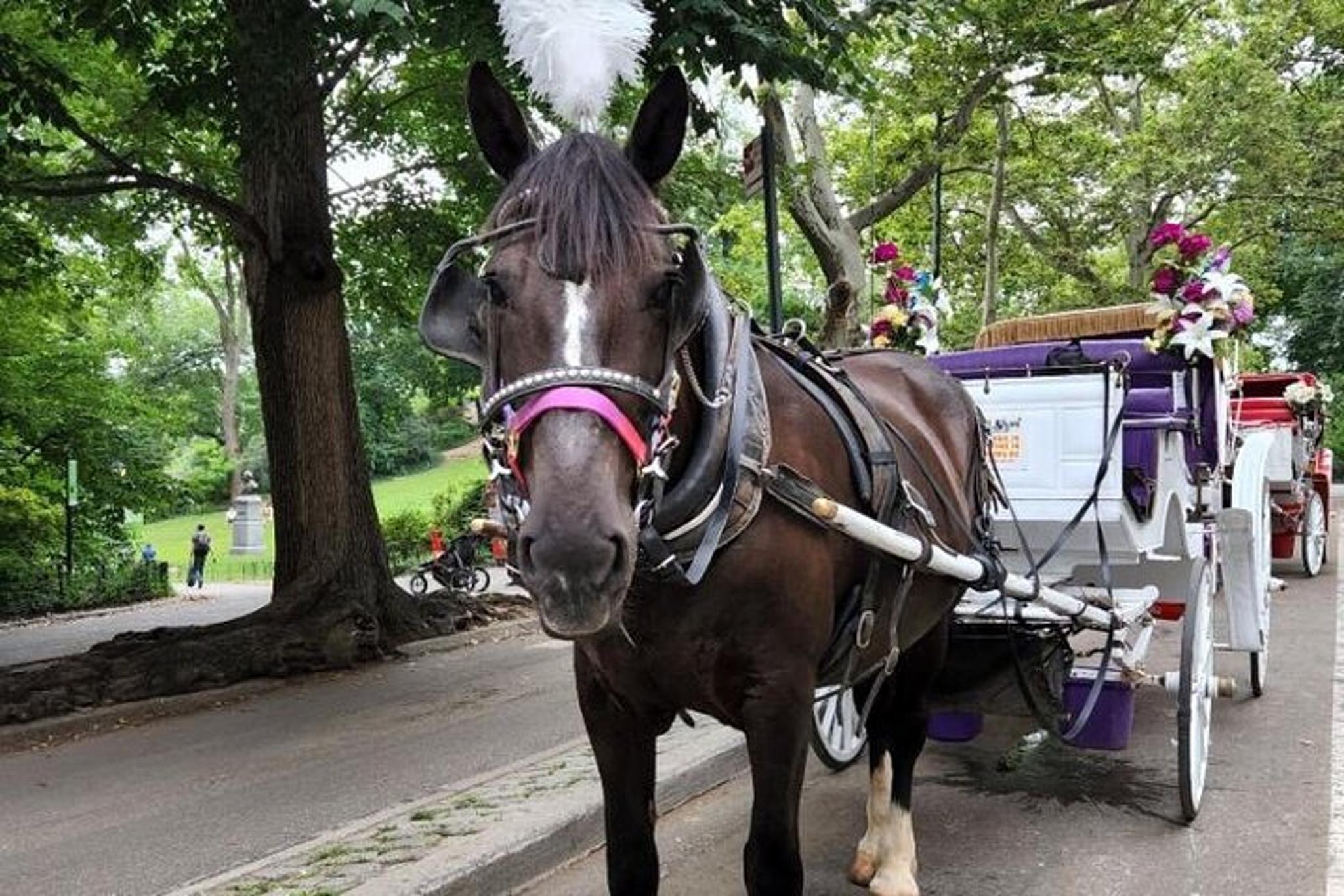 New York Central Park Horse Carriage Ride - Image 3