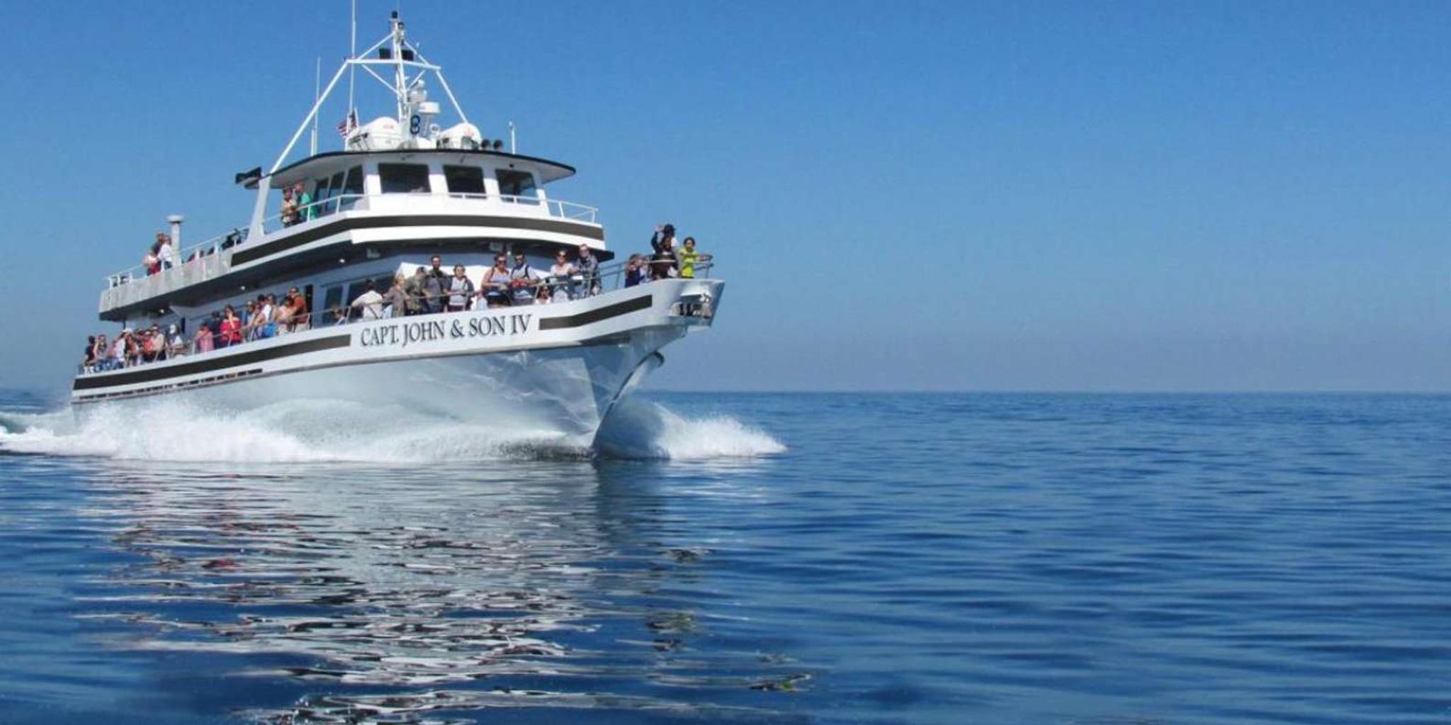 Plymouth Whale Watching Cruise