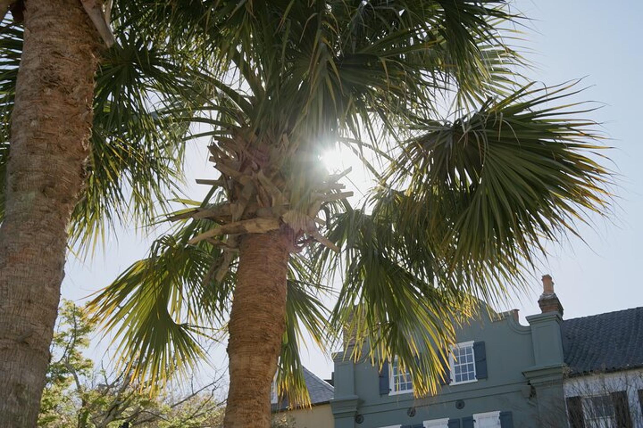 Charleston Historic Walking Tour - Image 6