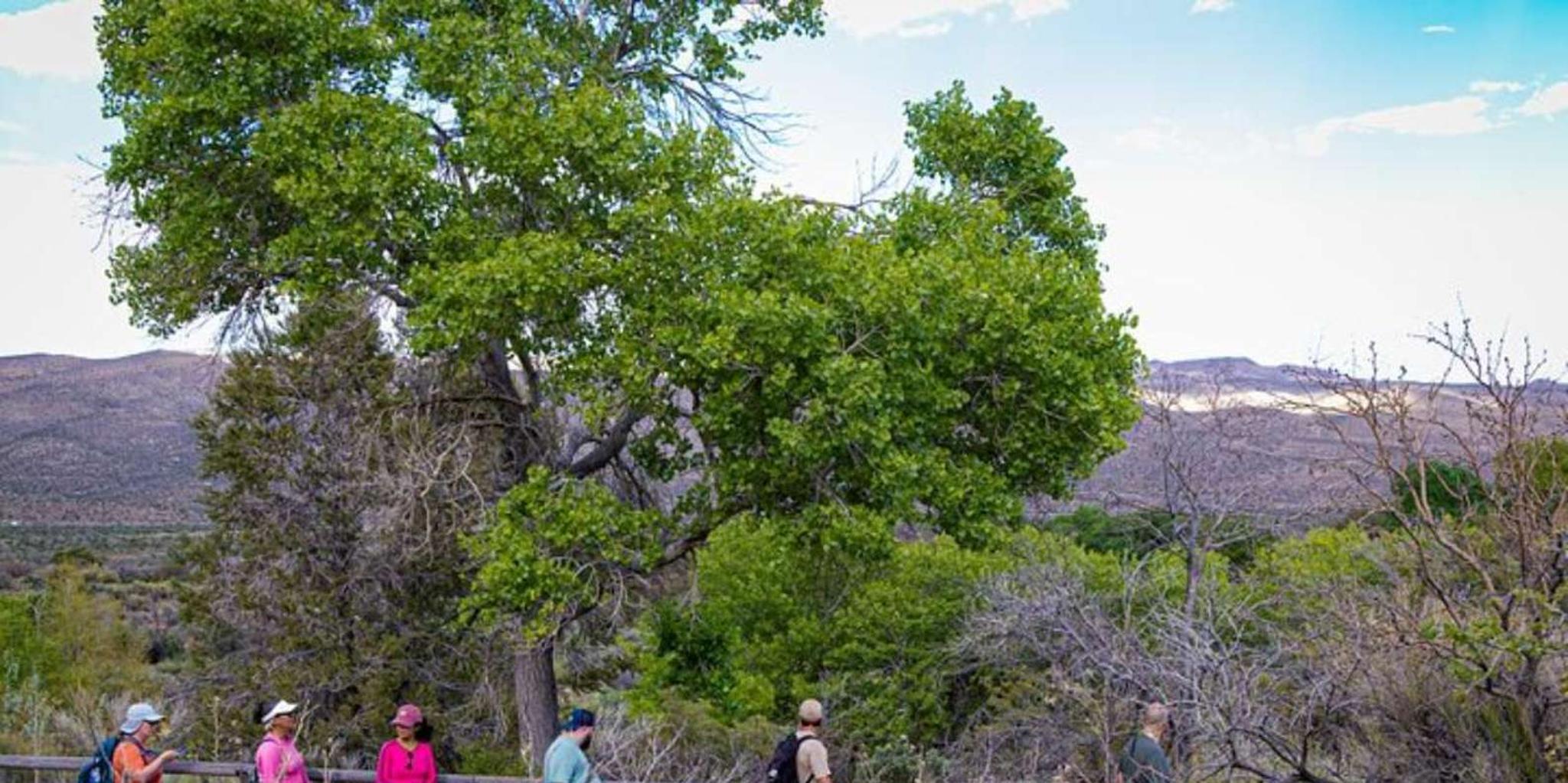 Las Vegas Spring Mountain Ranch Hike & Happy Hour - Image 4