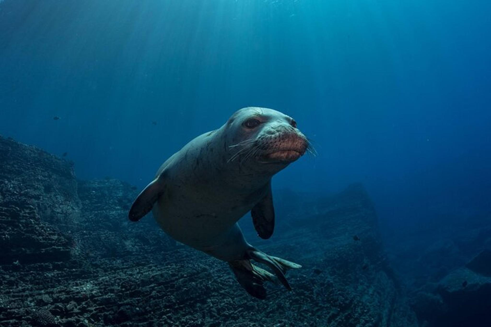 Kauai Scuba Charter for Experienced Divers - Image 6