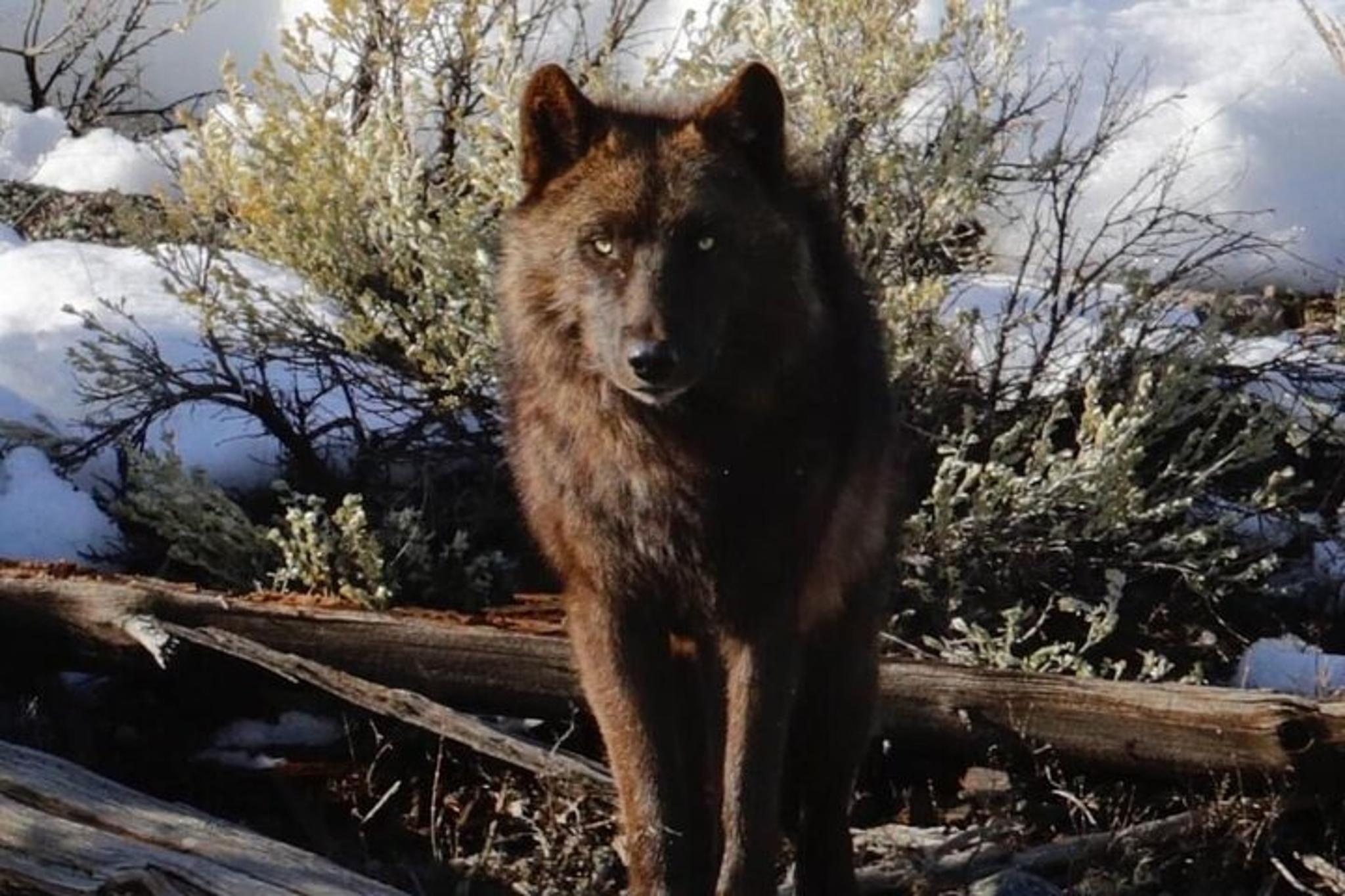 Yellowstone Wildlife Adventure in Lamar Valley at Sunrise - Image 6