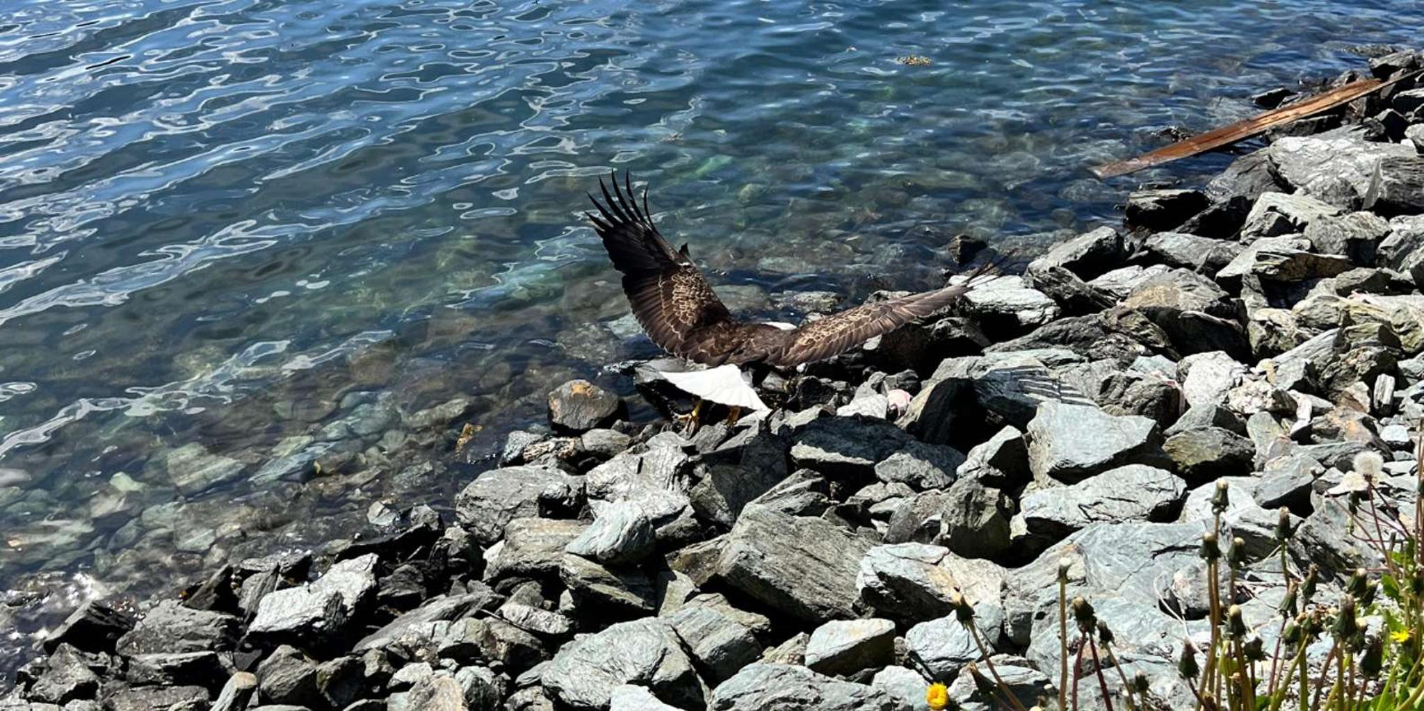 Ketchikan Rainforest Tour - Image 3