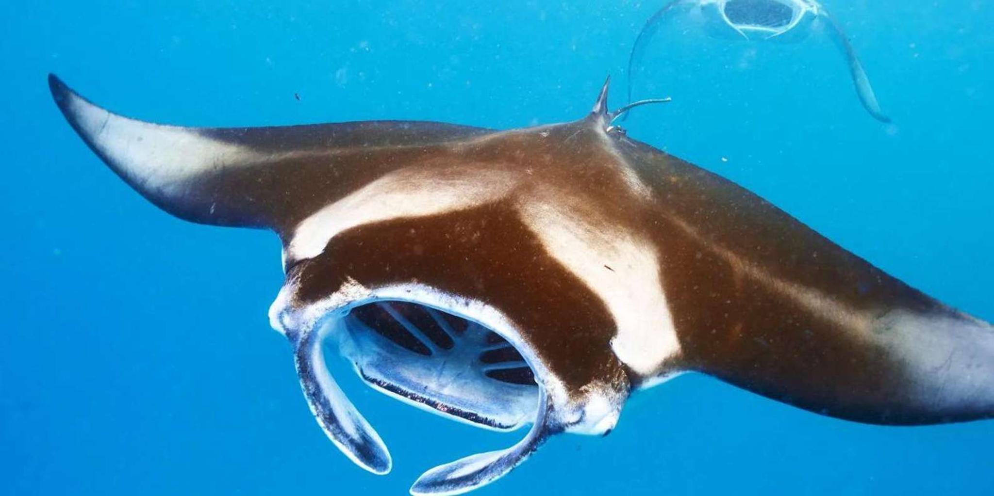 Kailua-Kona Manta Ray Night Snorkel Small Group 2 hr - Image 4