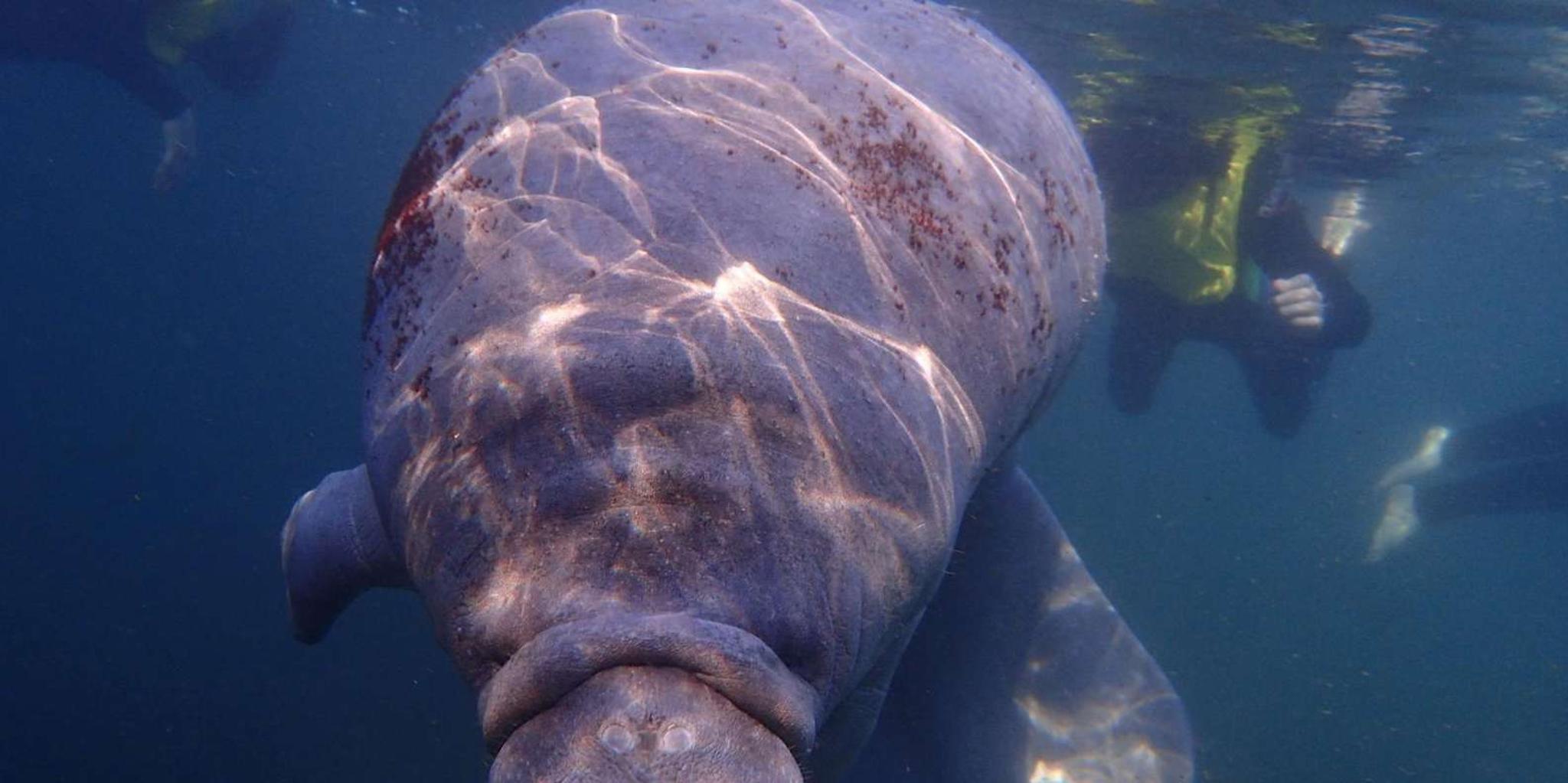Crystal River Manatee Swim Tour - Image 4