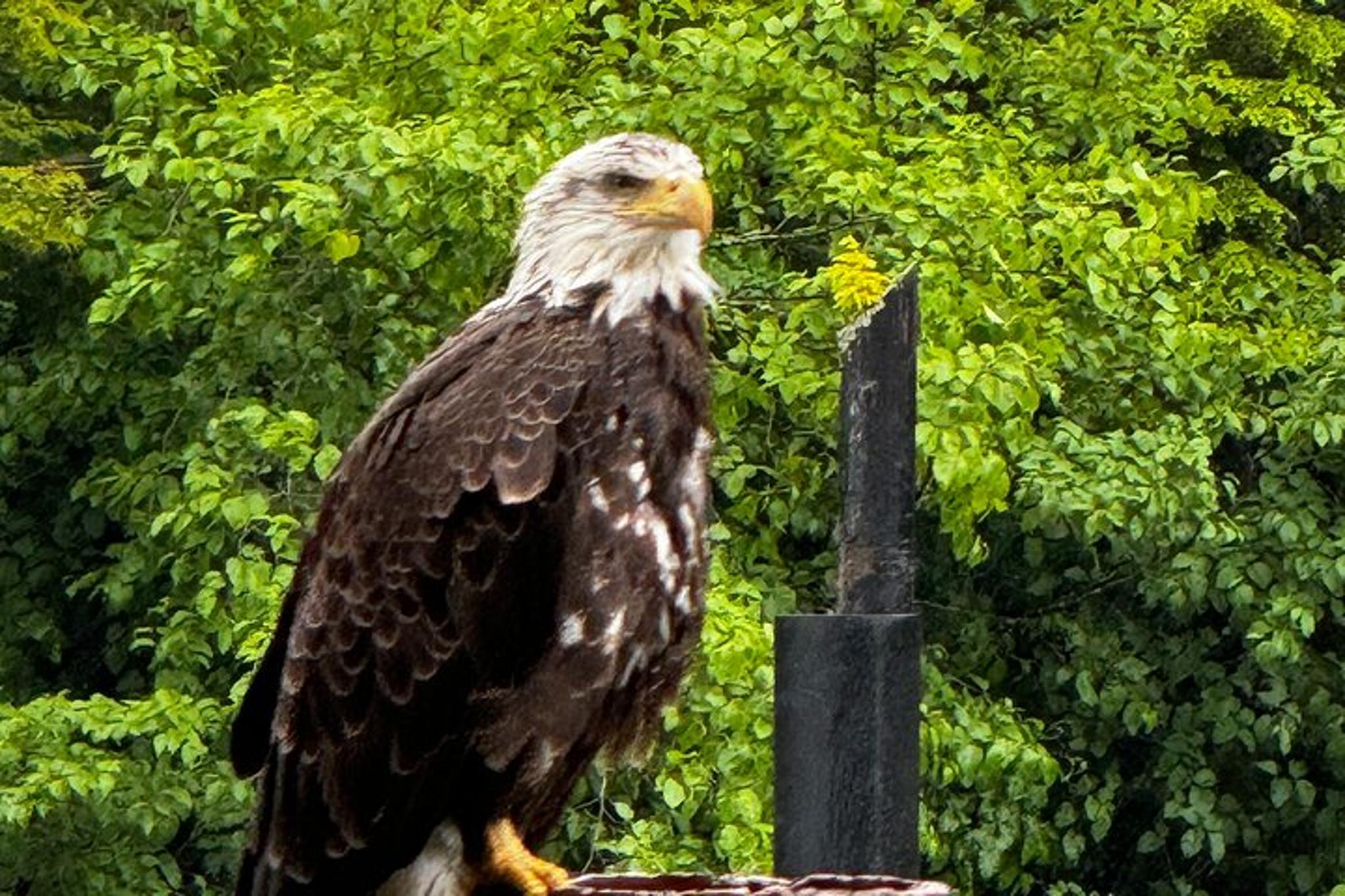 Sitka 4x4 Adventure Tour with Lunch - Image 6