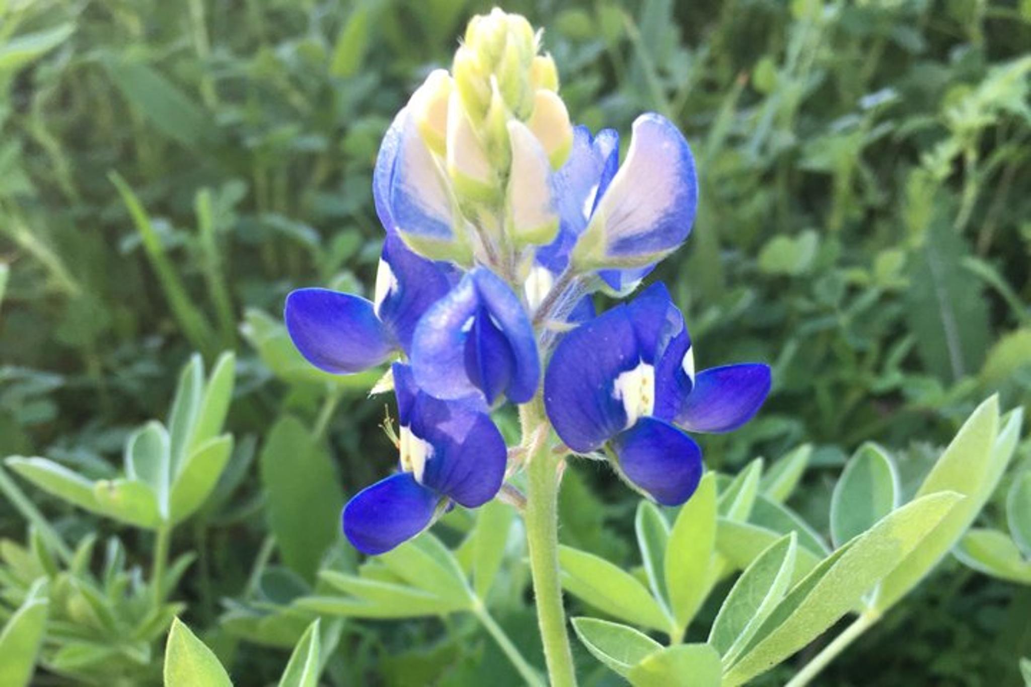 Austin Safari Hike - Image 6