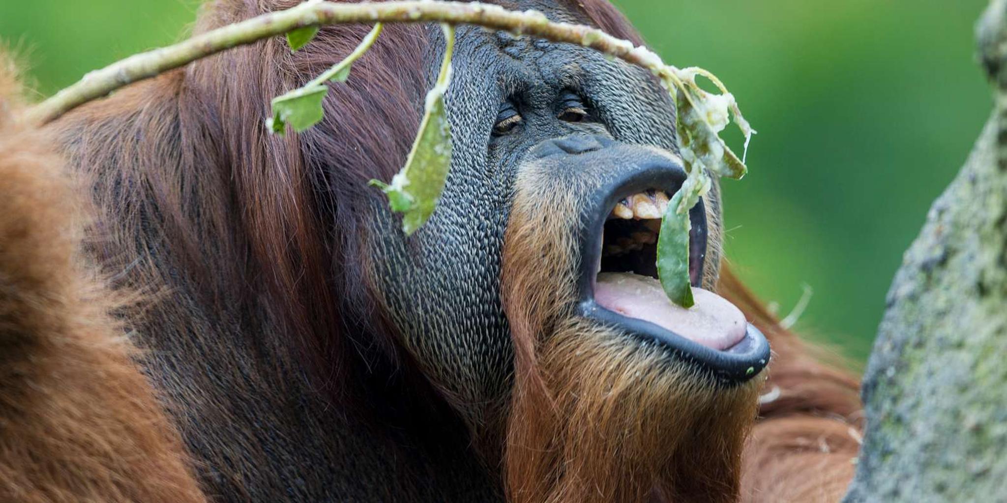 San Diego Zoo and Safari Park 2-Day Ticket - Image 5