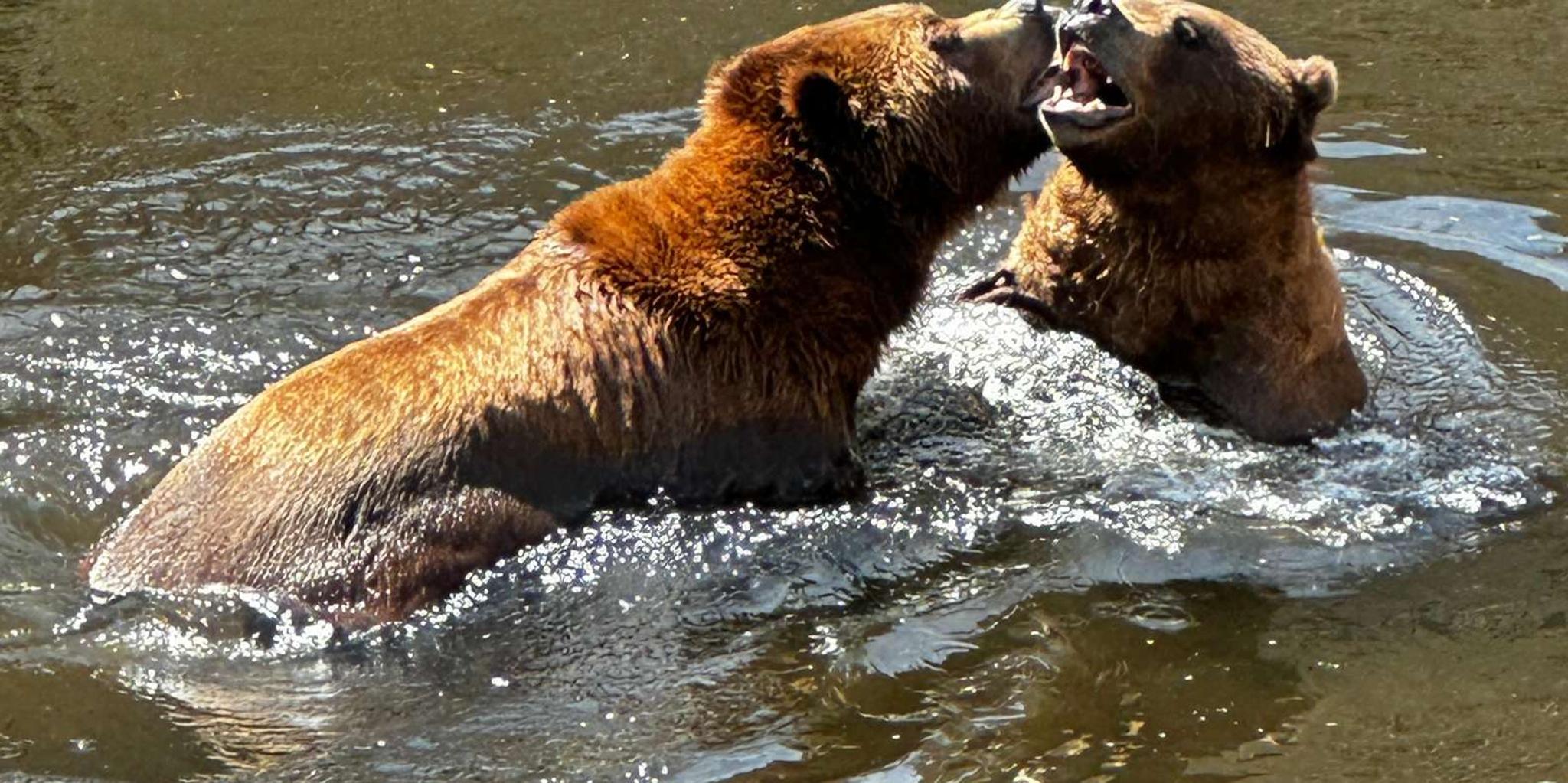 Sitka Sea and Land Wildlife Tour with Meal - Image 1