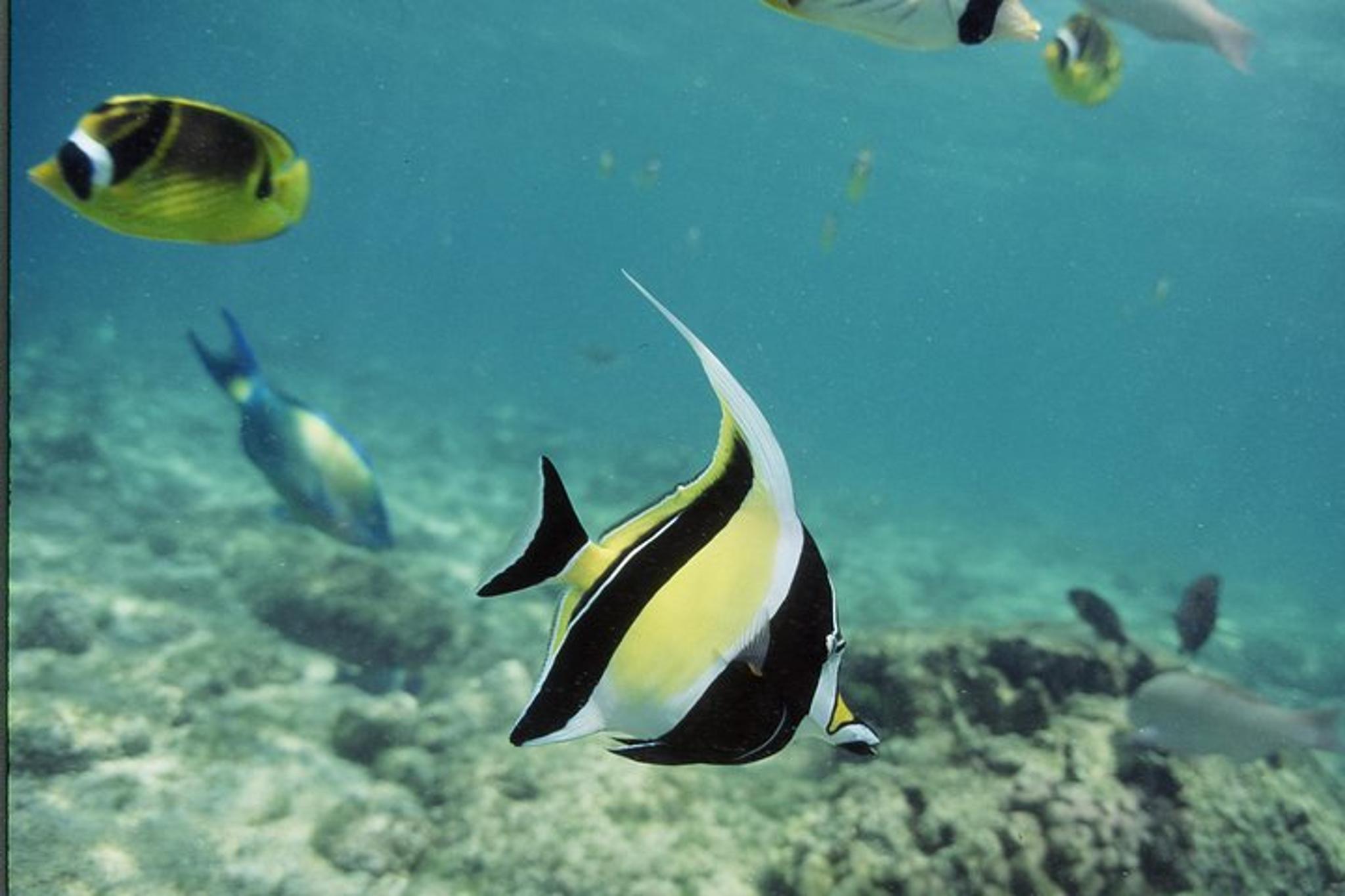 Kailua-Kona Glass-Bottom Boat Reef Tour 50 min - Image 5