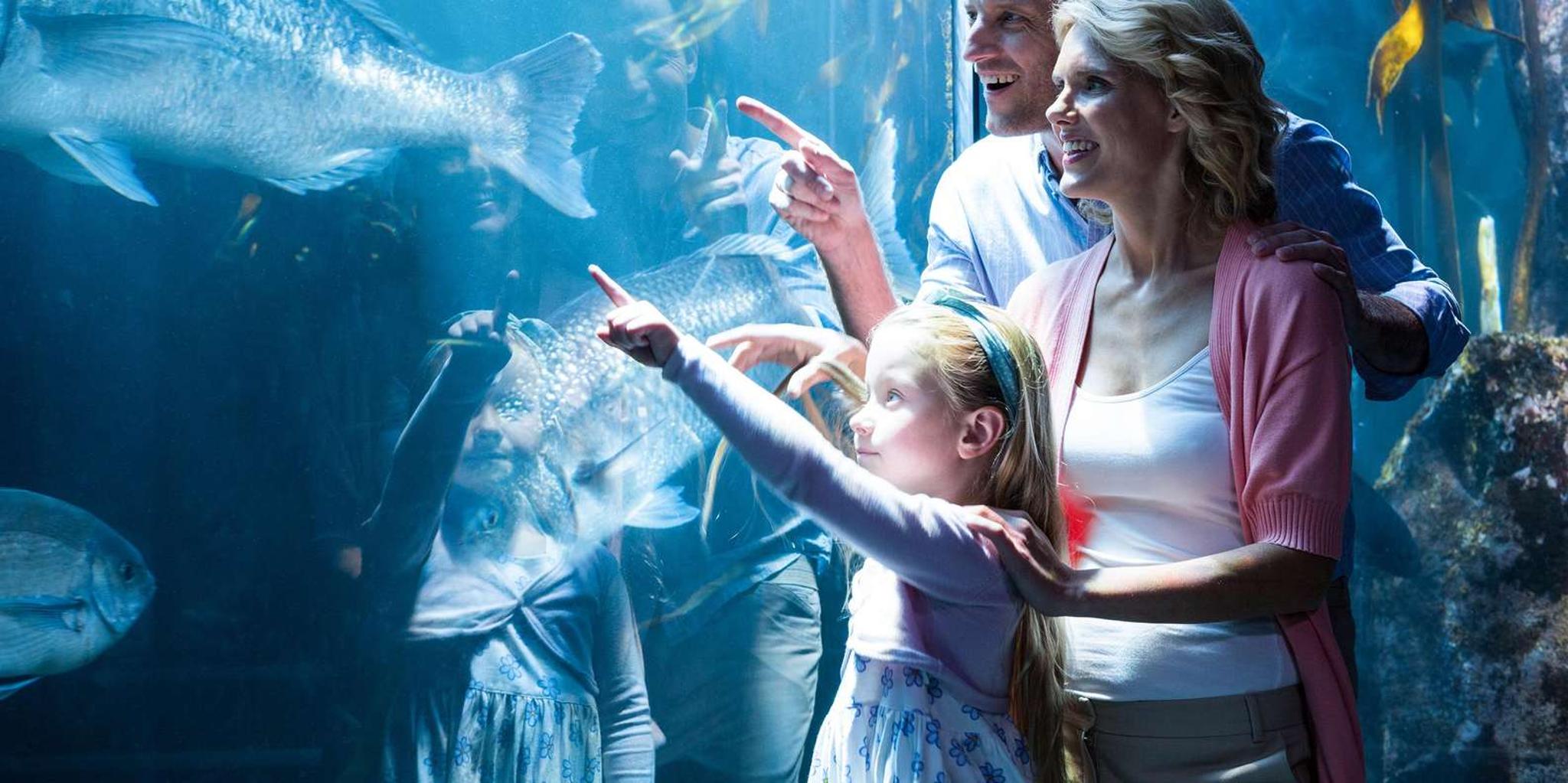 Chicago Attraction Pass with Shedd Aquarium - Image 4