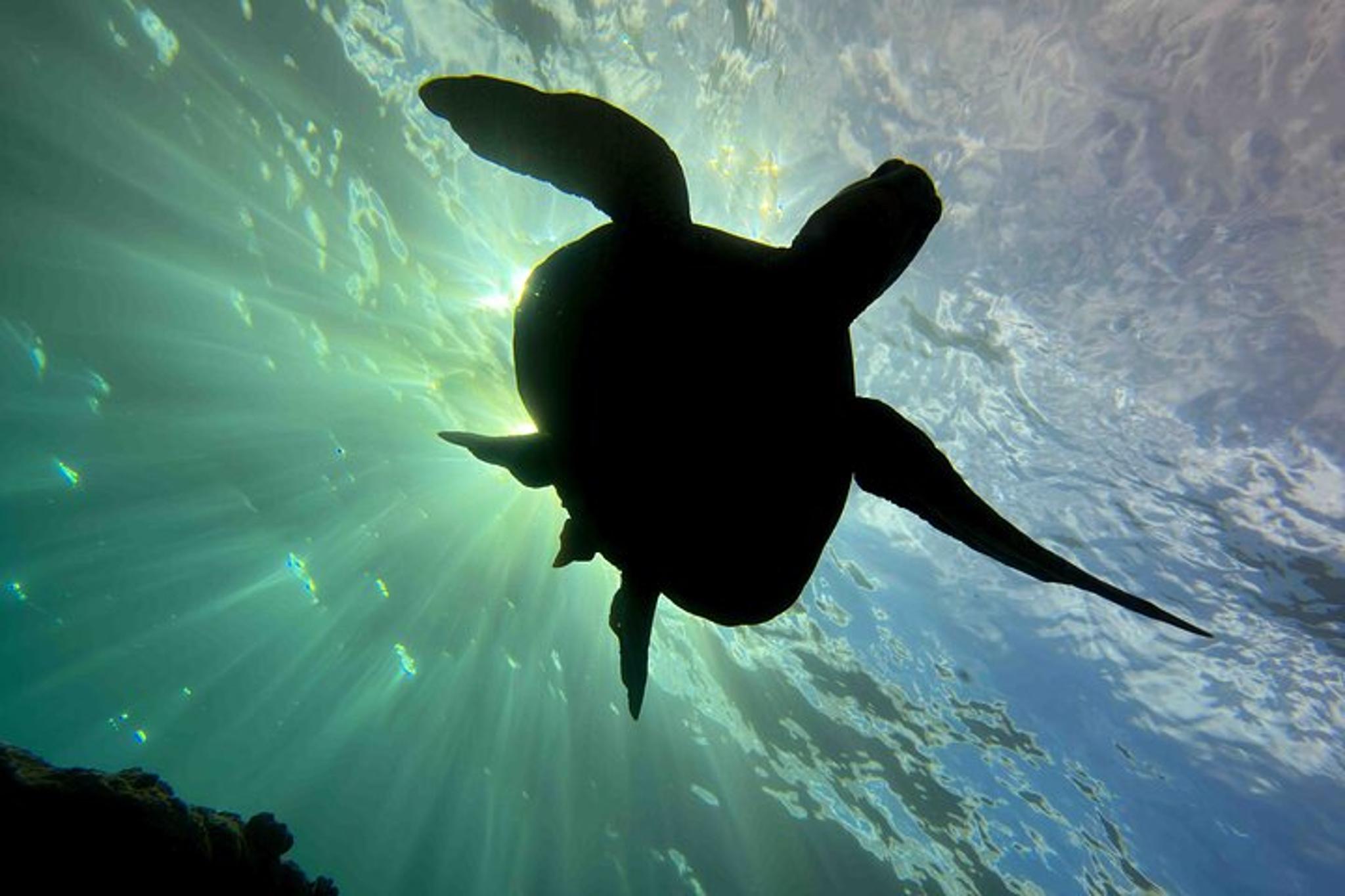 Kauai Scuba Diving for Beginners - Image 4