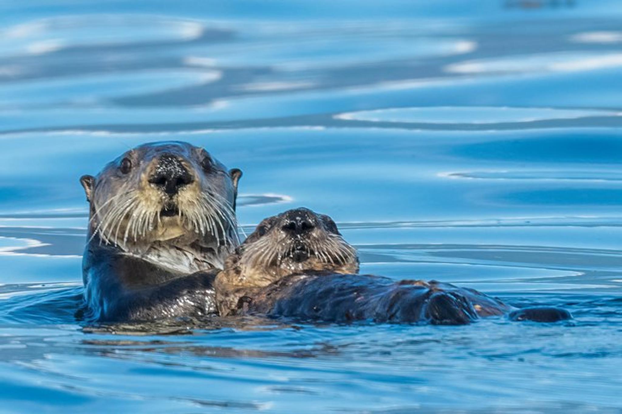 Sitka Whale Watching and Wildlife Excursion