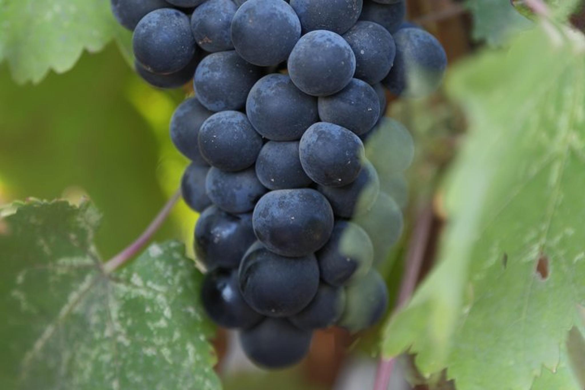 Napa Valley Wine Tasting Tour - Image 2