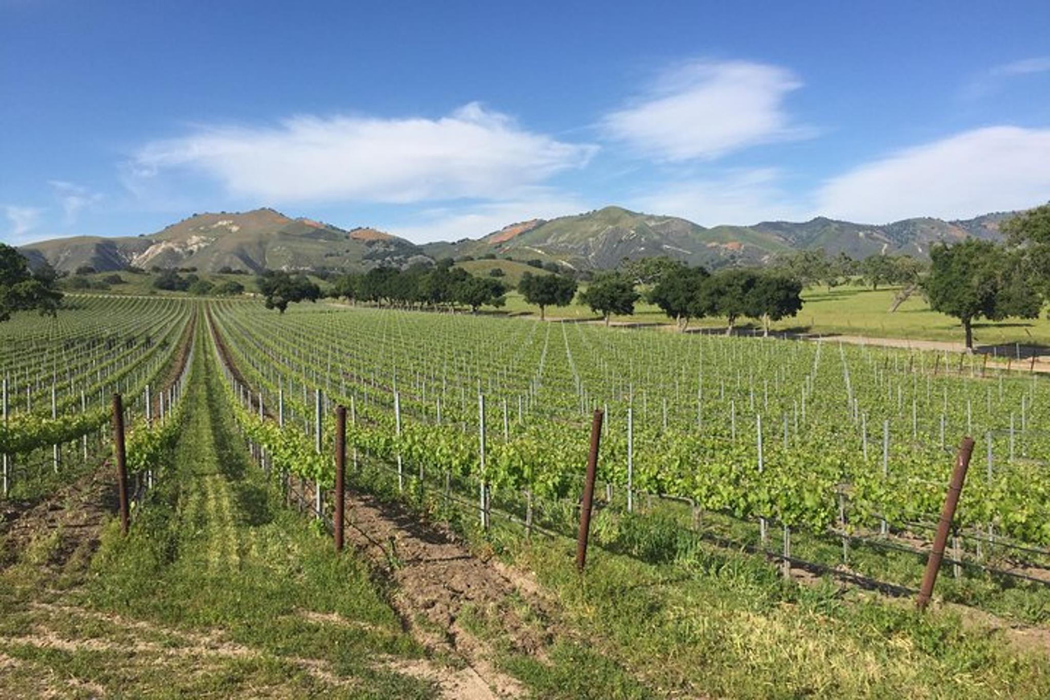 Santa Barbara Wine Tour - Image 3