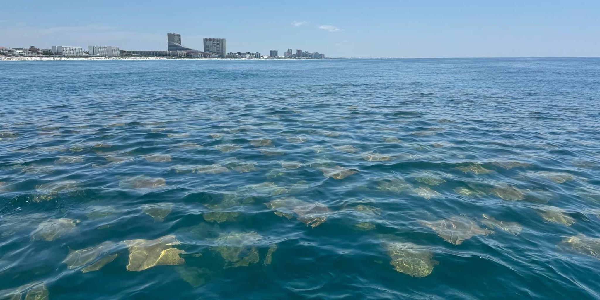 Fort Lauderdale Parasailing Adventure - Image 4