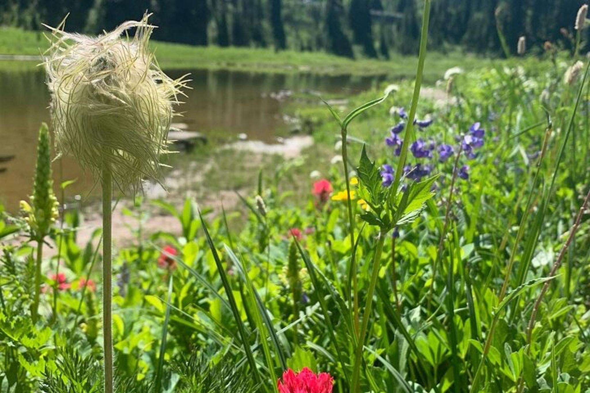Mount Rainier Private Tour & Hike - Image 3
