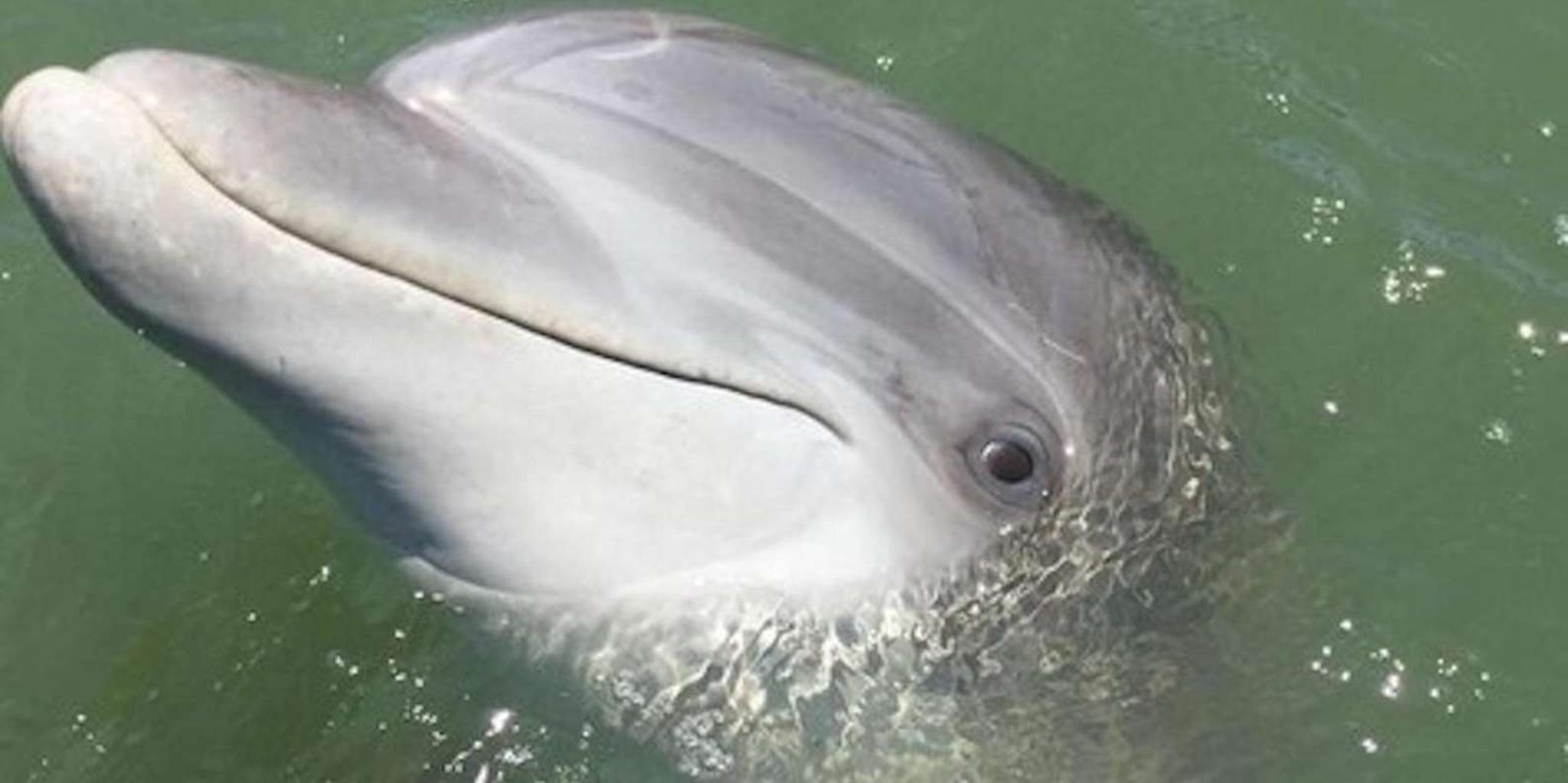 Hilton Head Island Dolphin Watching Boat Tour