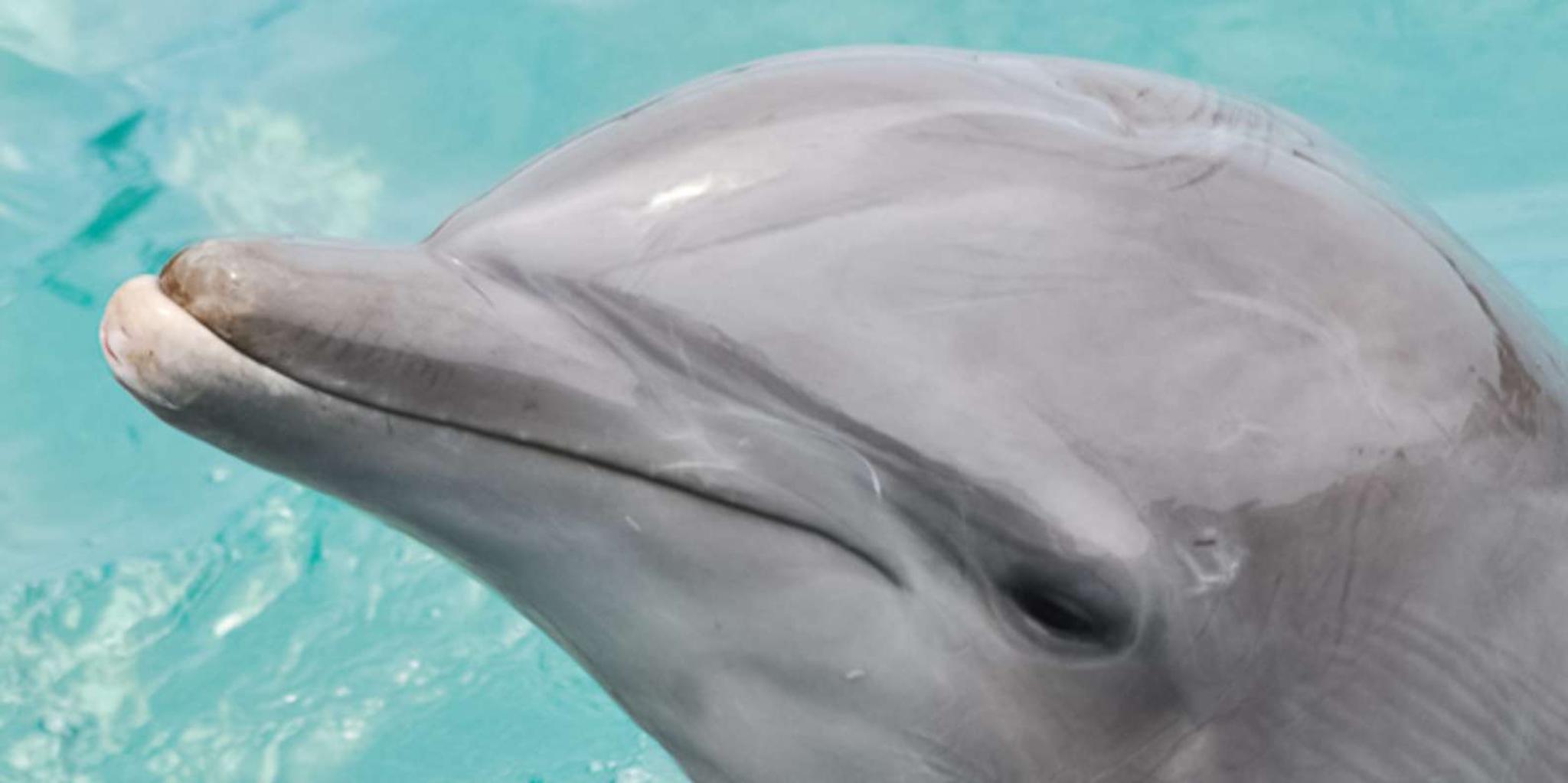 San Diego SeaWorld Park Admission - Image 6