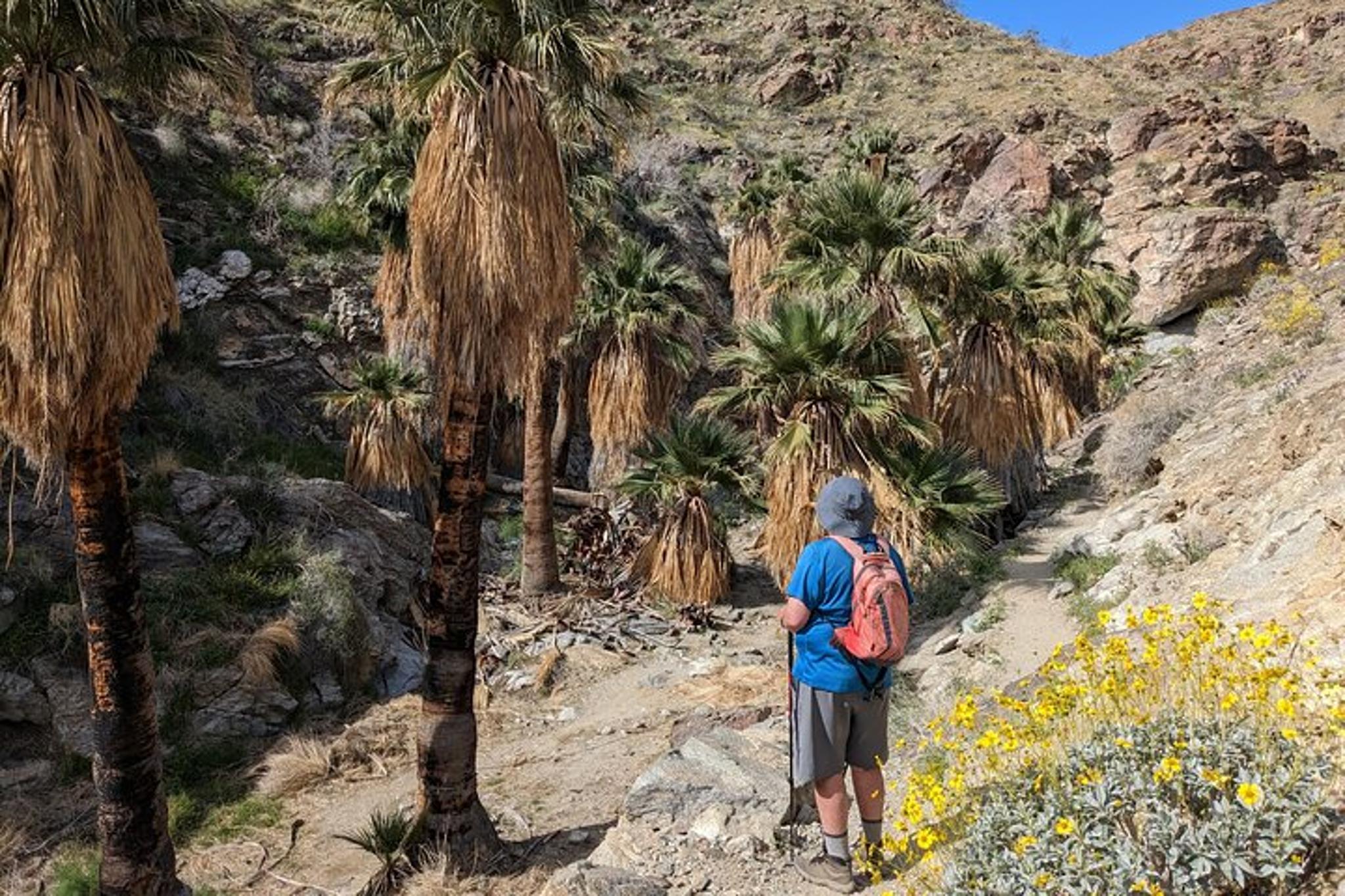 Palm Springs Oasis and Desert Views Hike