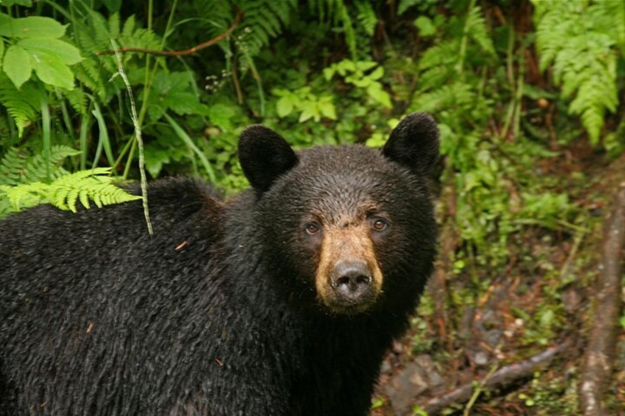 Ketchikan Tongass Trolley Tour 2.5 hr - Image 6