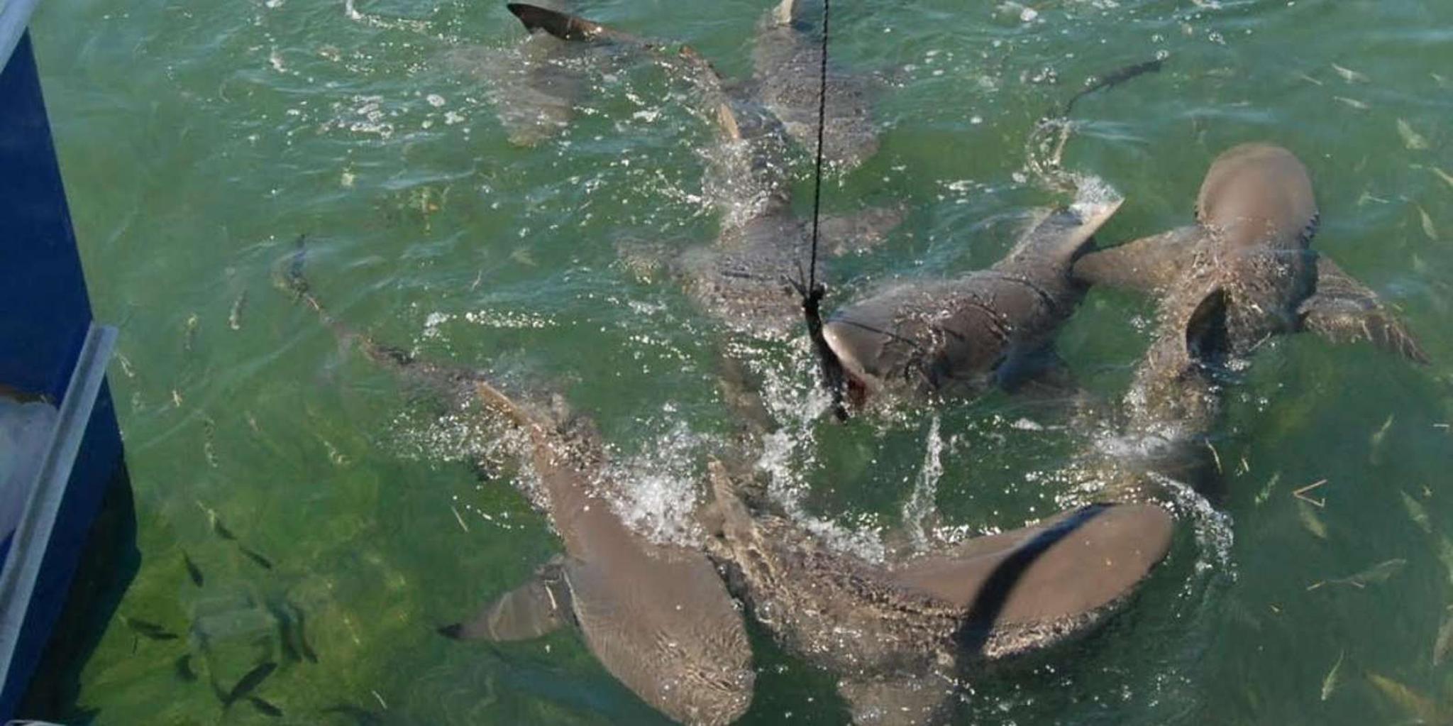 Key West Shark and Wildlife Catamaran Tour - Image 3
