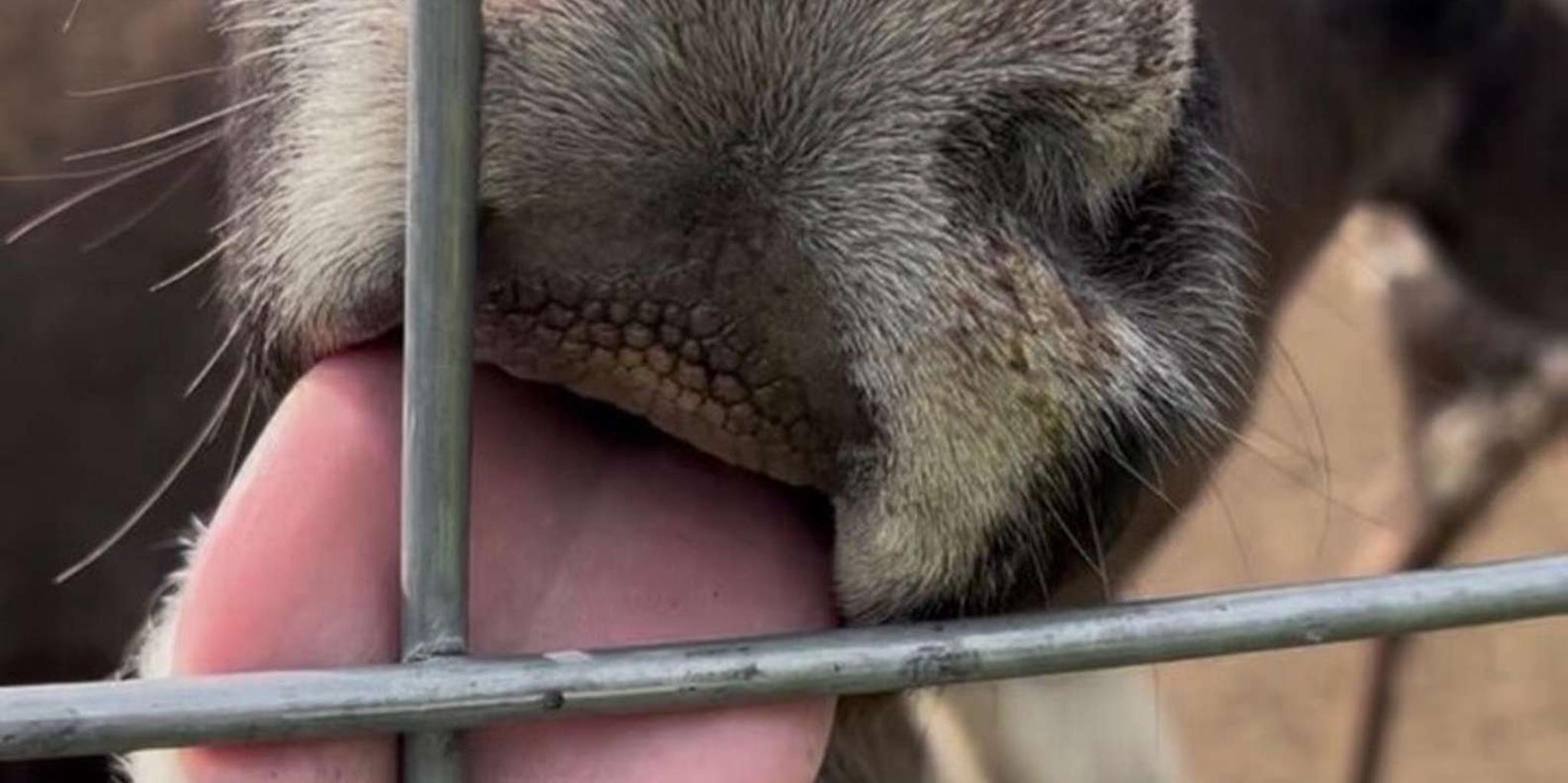 Anchorage Dog Sledding & Animal Adventure - Image 4