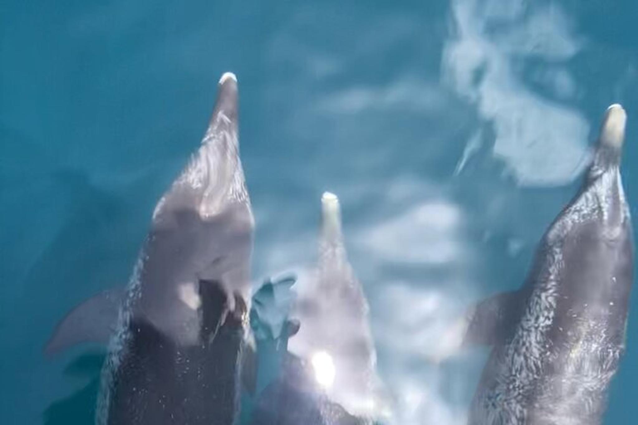 Shell Island Boat Tour with Dolphins and Snorkeling - Image 6
