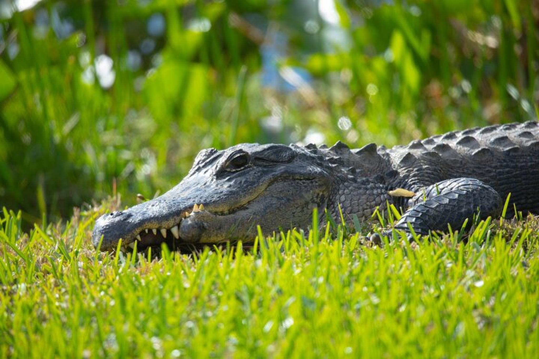 Miami Airboat Tour in the Everglades 1 hr - Image 6