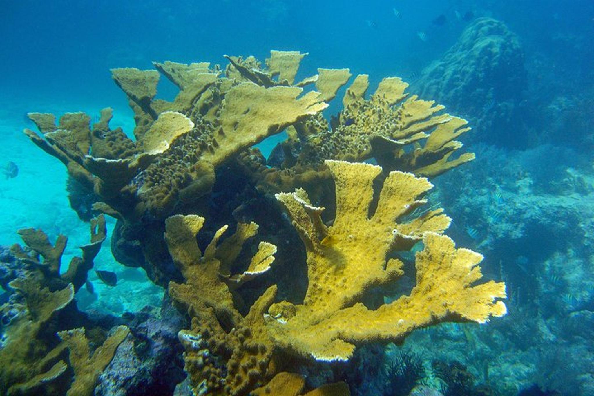 Key Largo Snorkeling Tour - Image 6