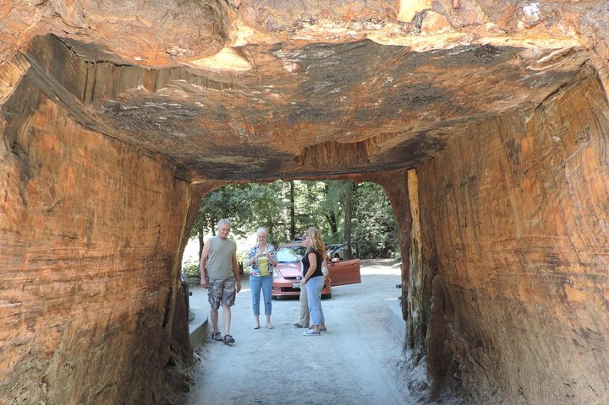 San Francisco Avenue of the Giants Redwoods Day Trip - Image 3