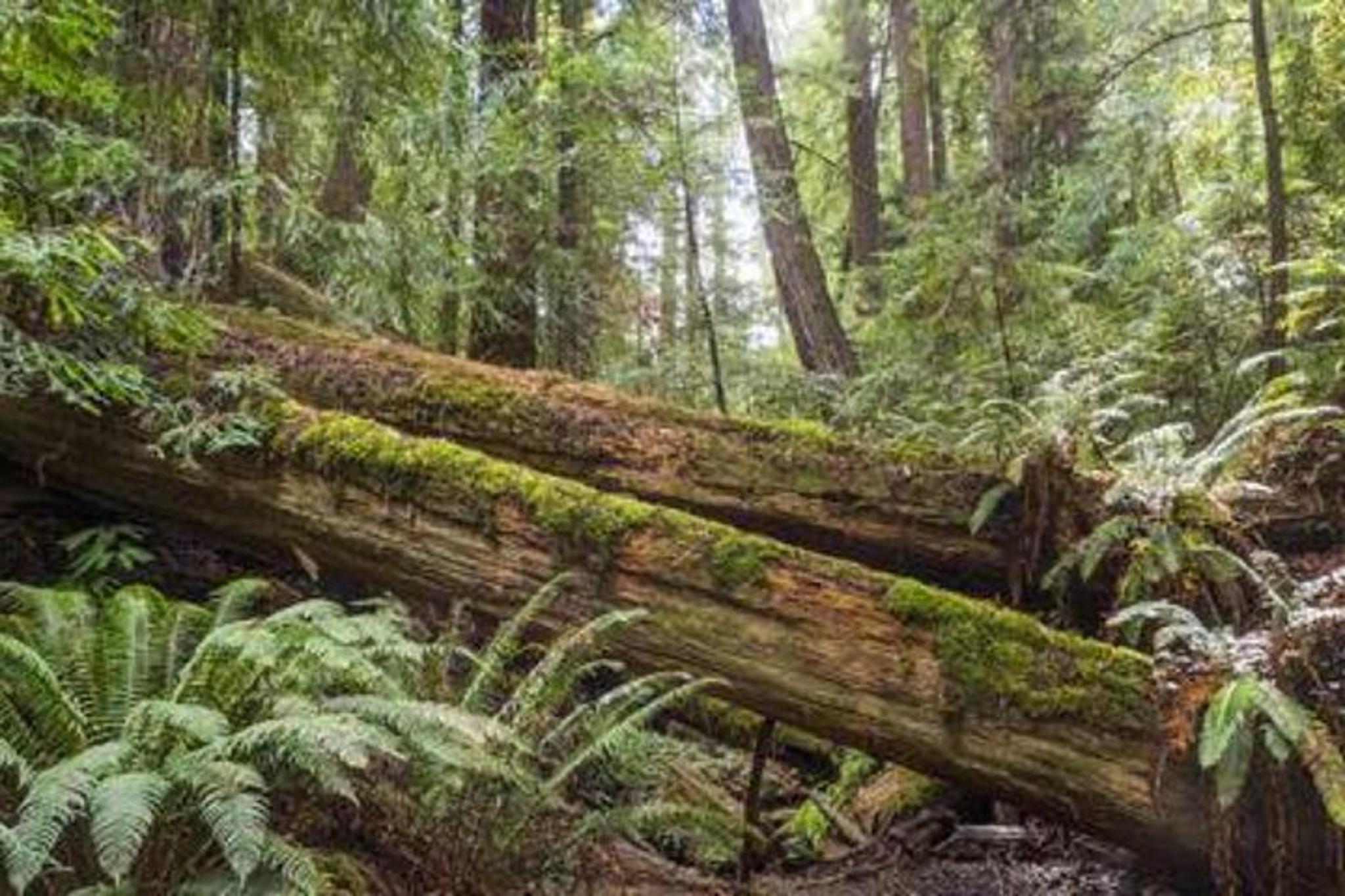 San Francisco Vineyards, Waves and Wine Tour 5 Days - Image 5