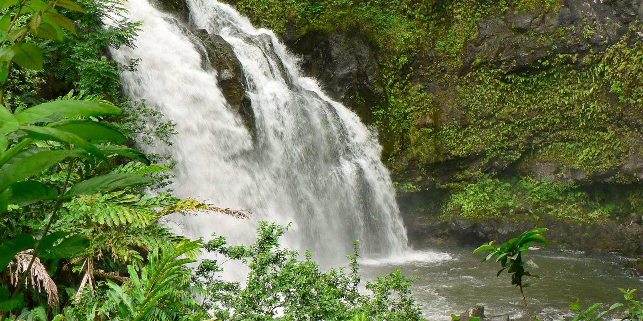Maui Rainforest and Waterfall Walk & Swim - Image 2