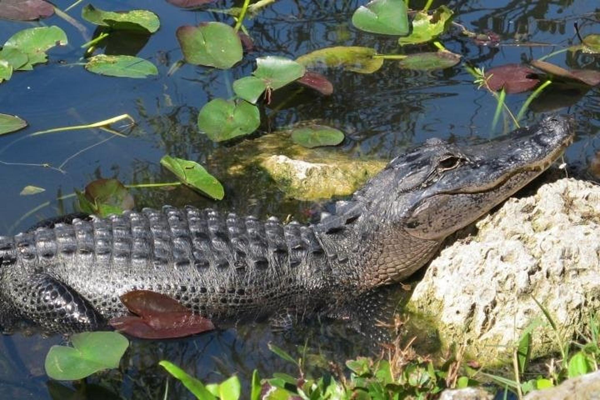 Miami Everglades Airboat & Alligator Tour - Image 5