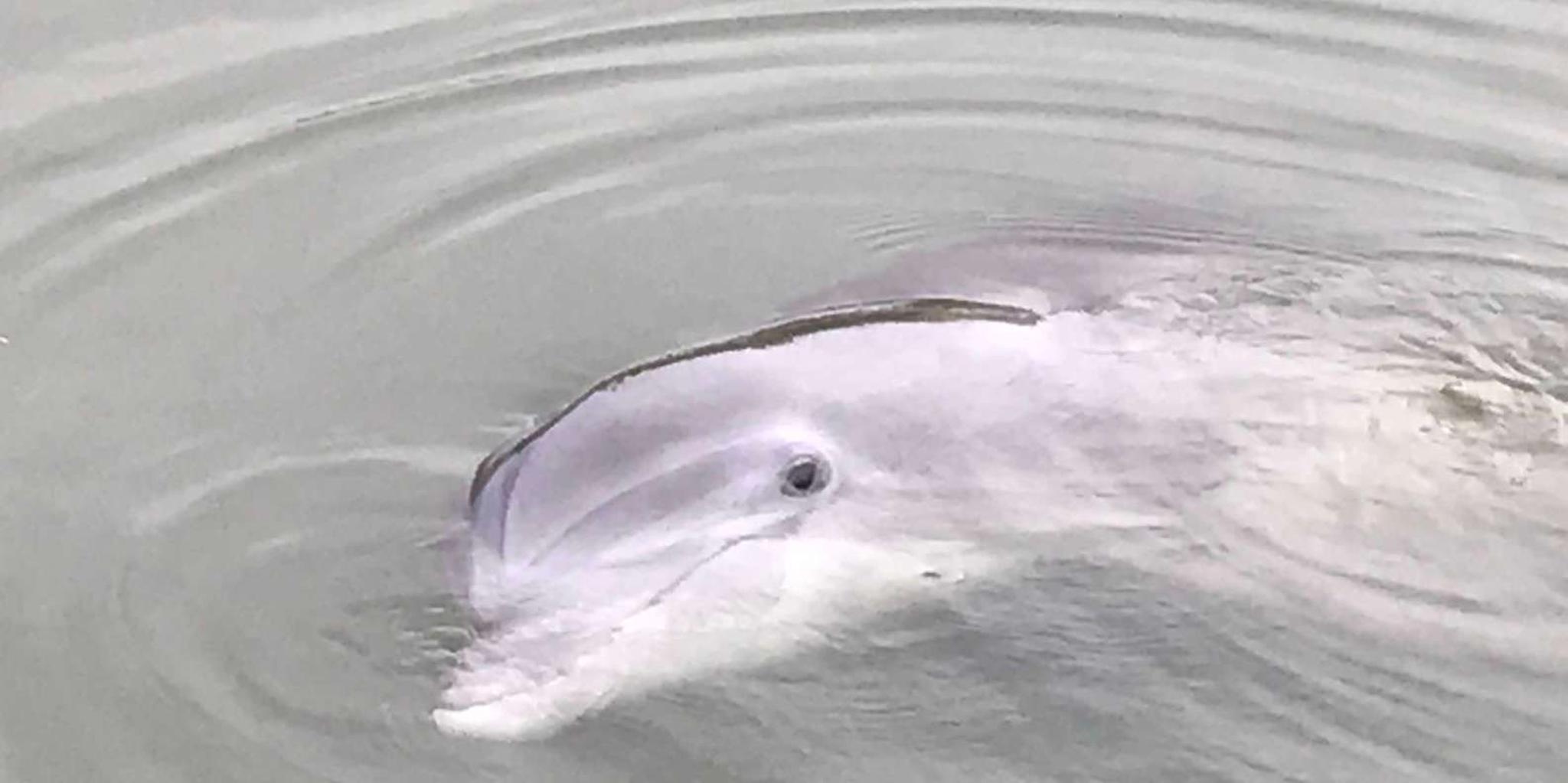 Hilton Head Island Dolphin & Nature Tour 90 Min - Image 2