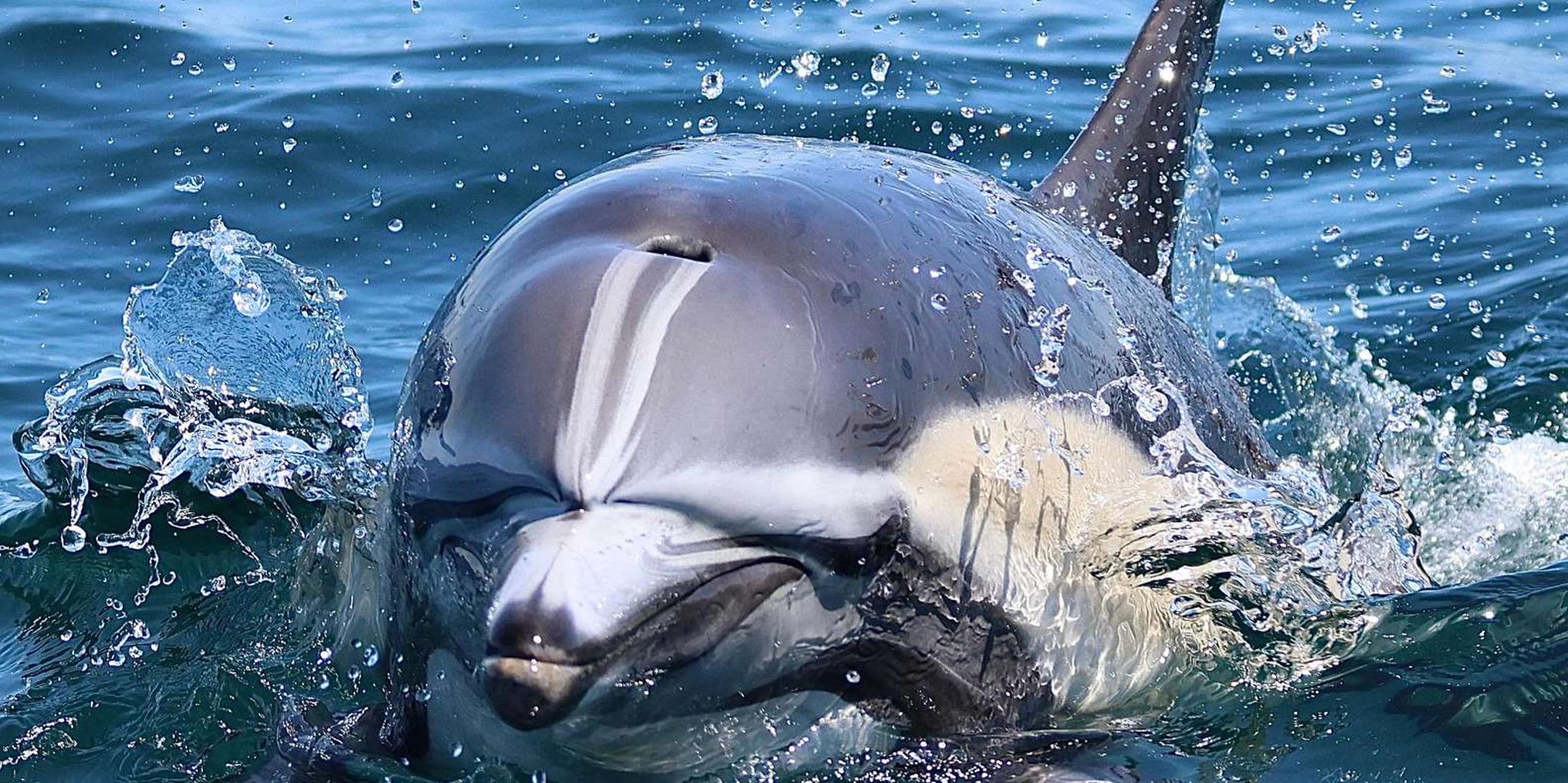 Newport Beach Whale and Dolphin Watching Tour - Image 5