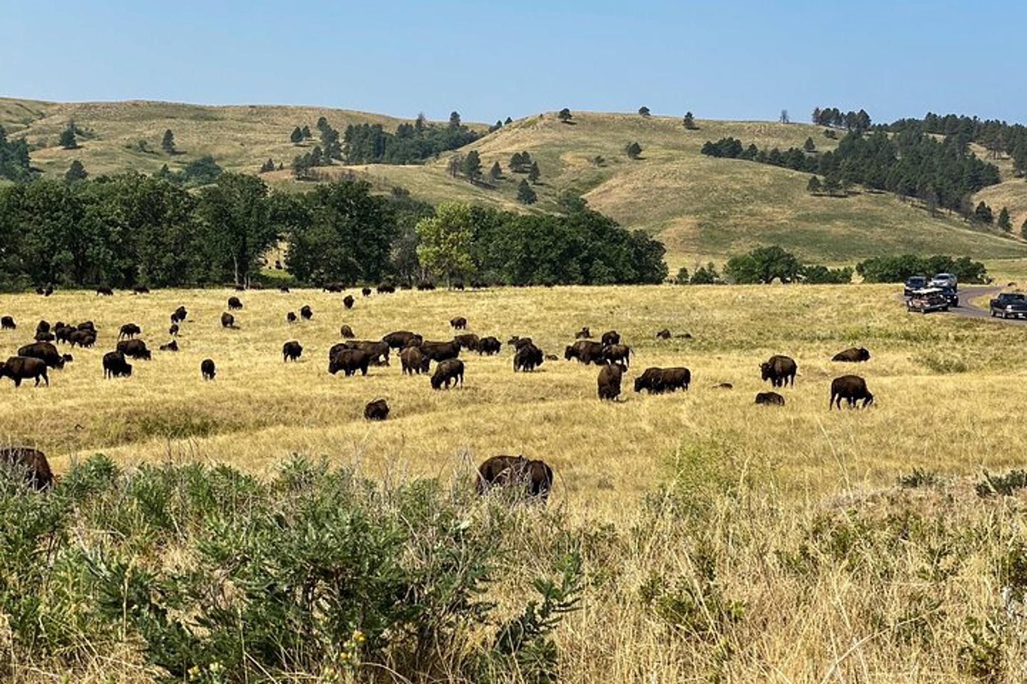 Custer State Park Self-Guided Audio Driving Tour - Image 6