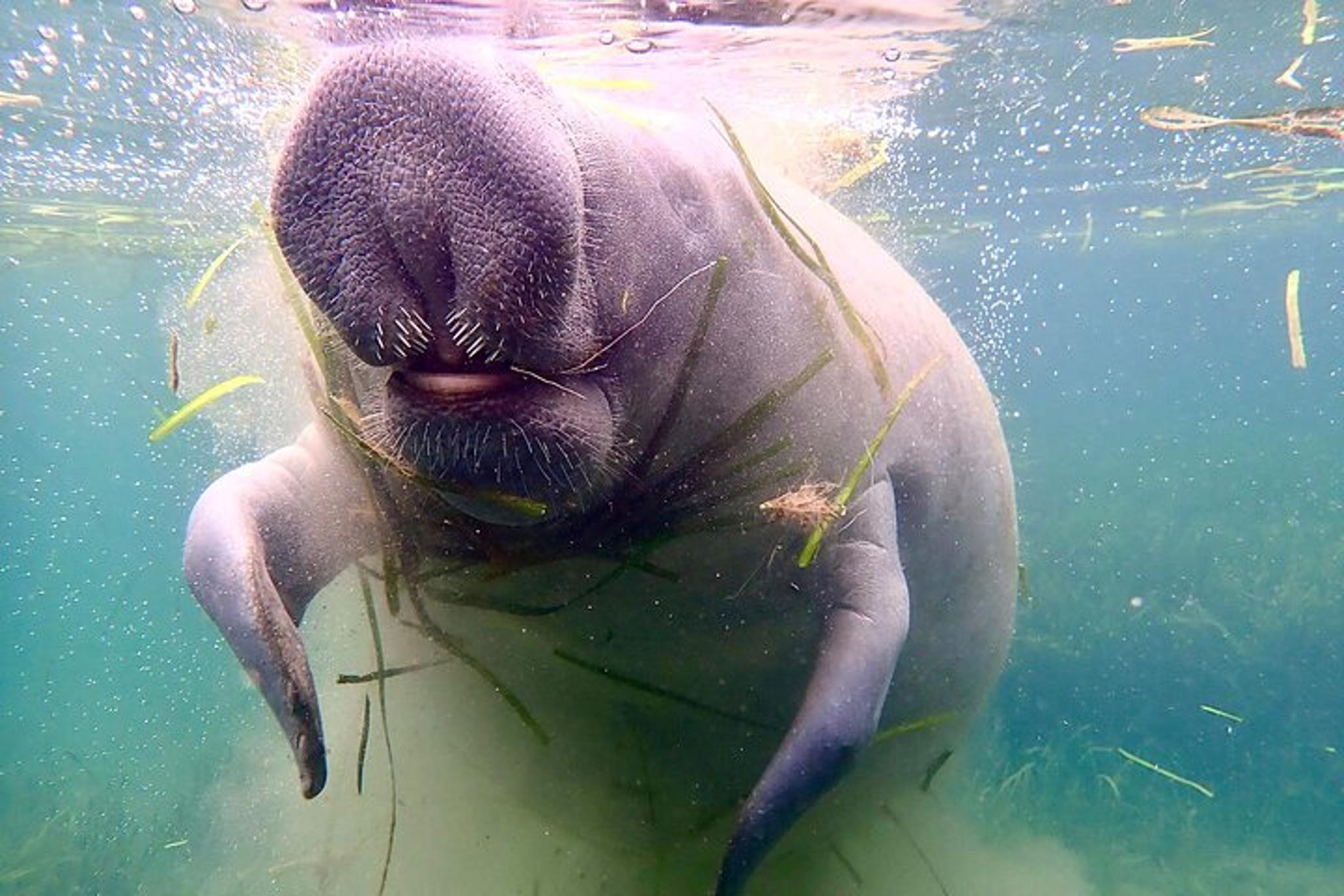 Crystal River Manatee Snorkel Tour - Image 4