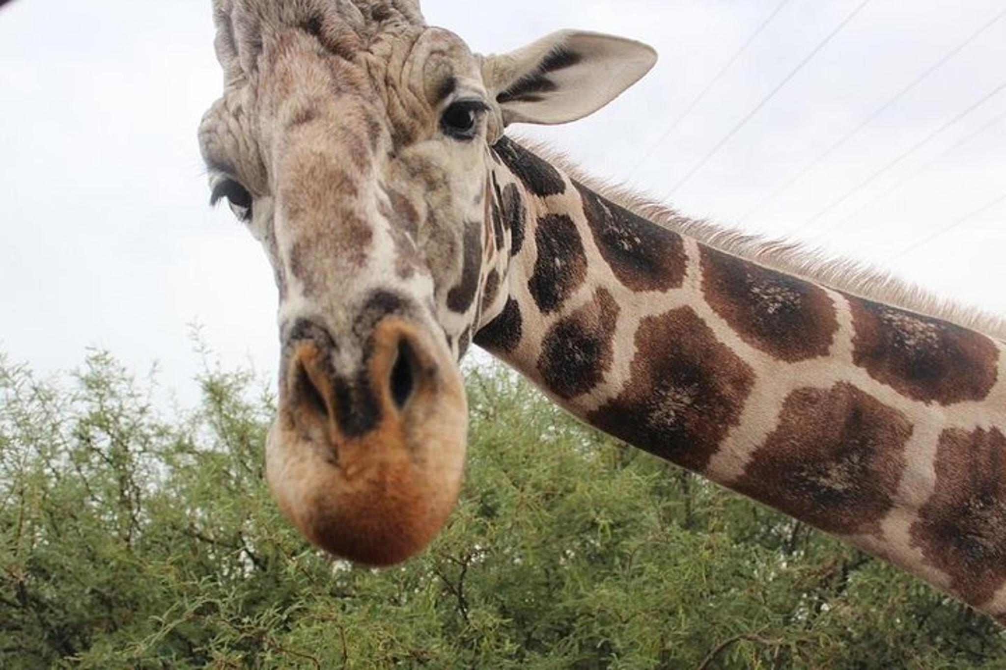 Camp Verde Wildlife Park Admission