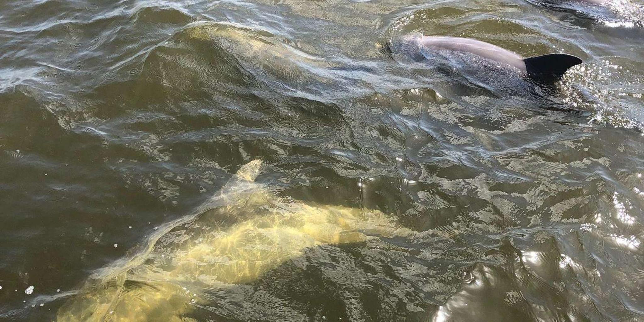Naples 10,000 Islands Boat and Wildlife Tour 3 hr - Image 4