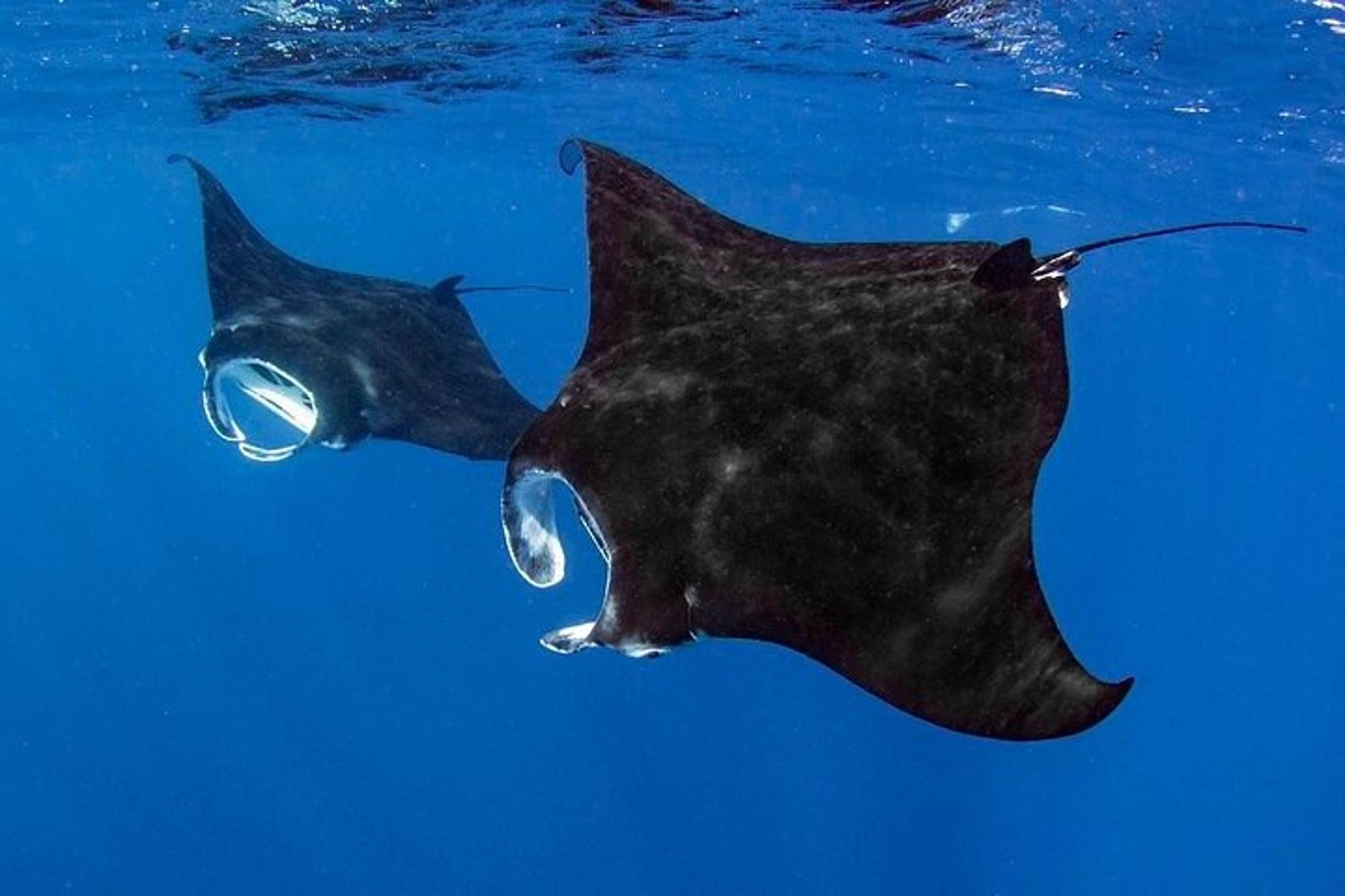Kailua-Kona Manta Ray Snorkel Tour - Image 5