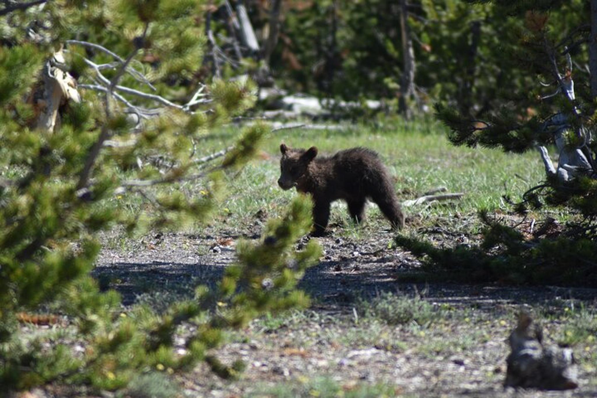 Yellowstone Private Tour with Picnic and Binoculars - Image 6