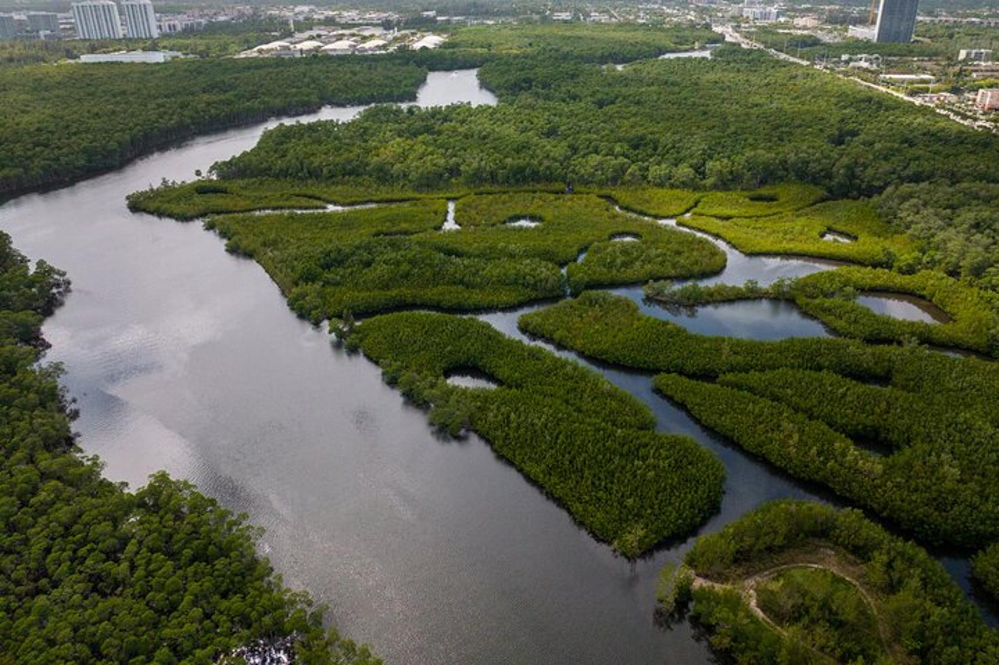 North Miami Beach Clear Kayak Tour in Mangrove Tunnels - Image 5